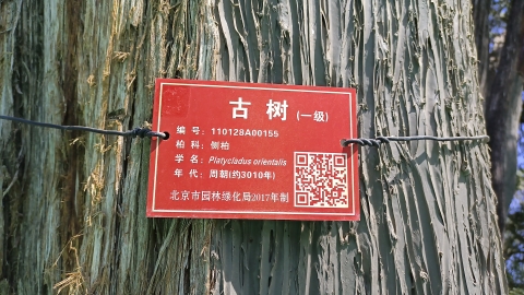 柏神公园旅行图片 2
