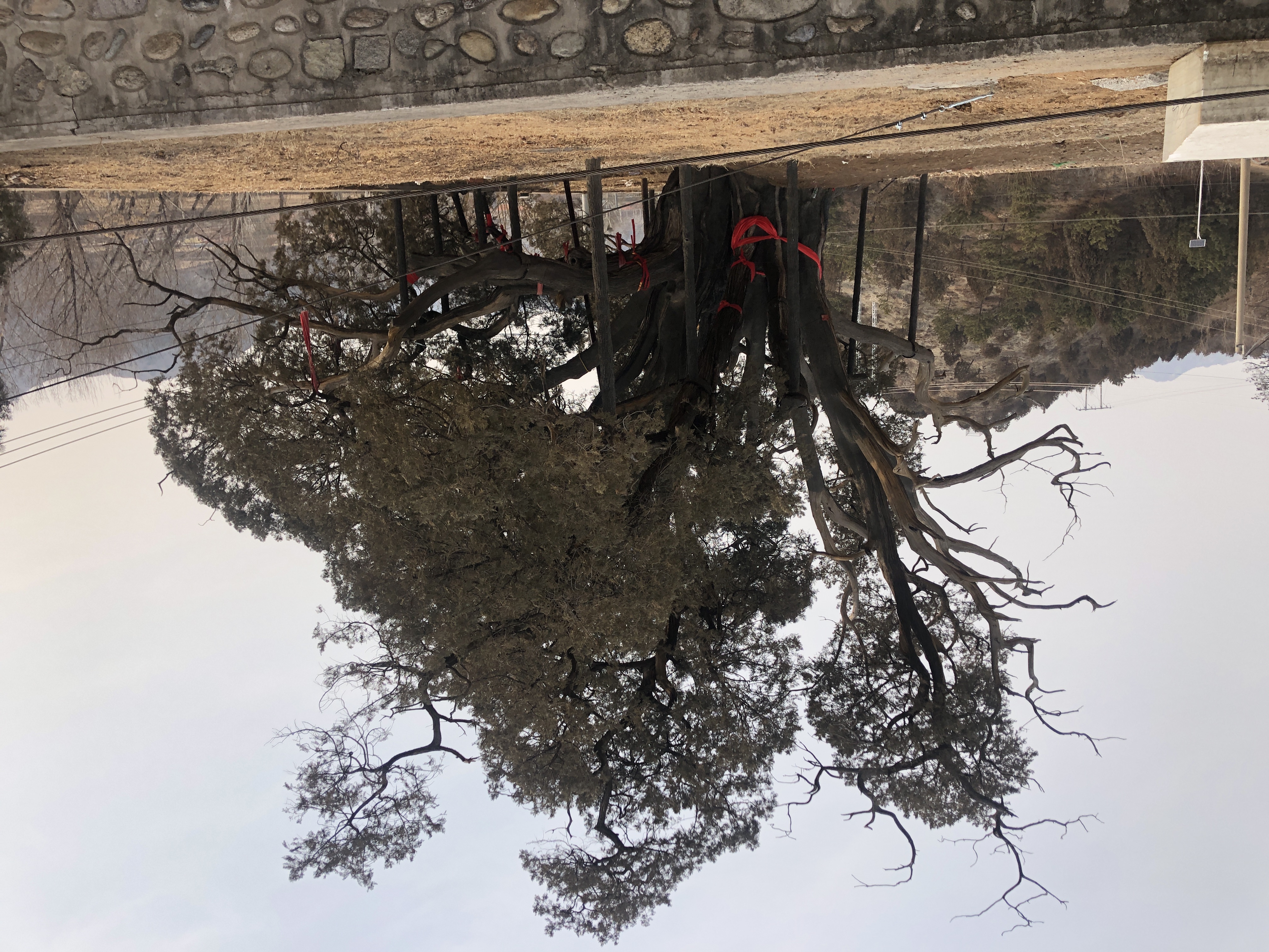 柏神公园旅行图片 3