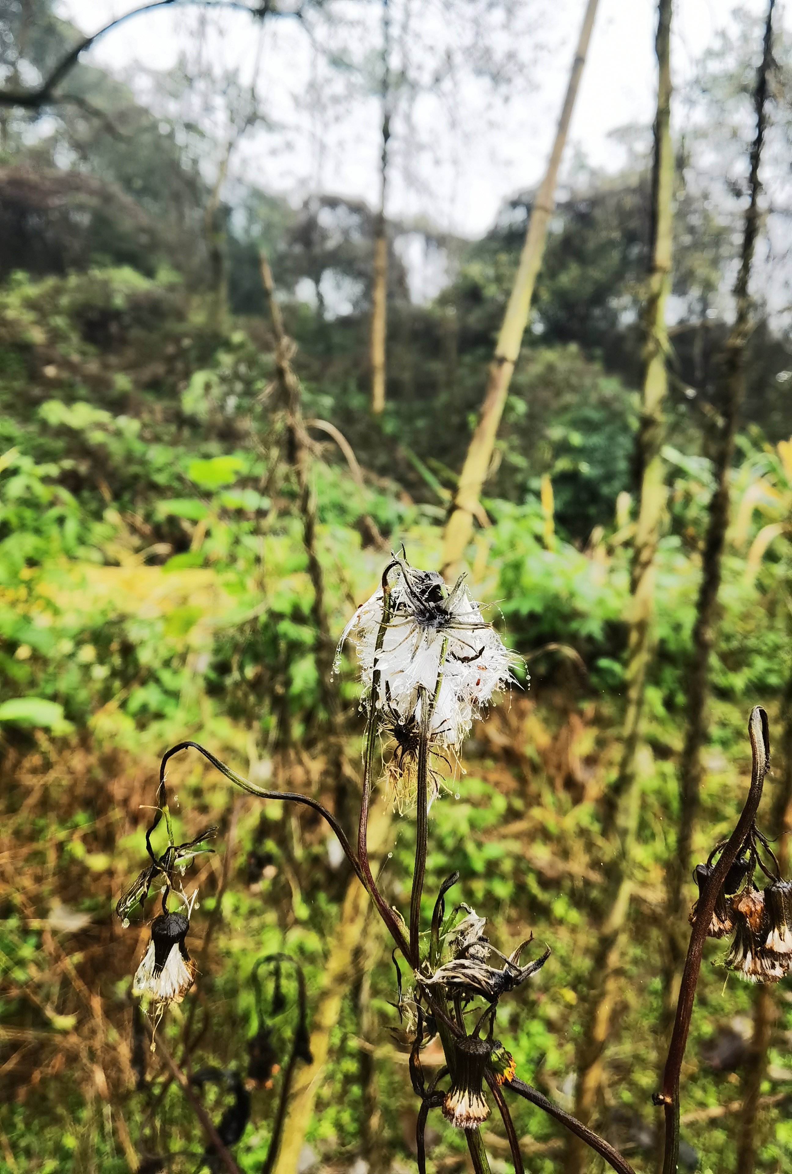 永隆山森林公园旅行图片 3