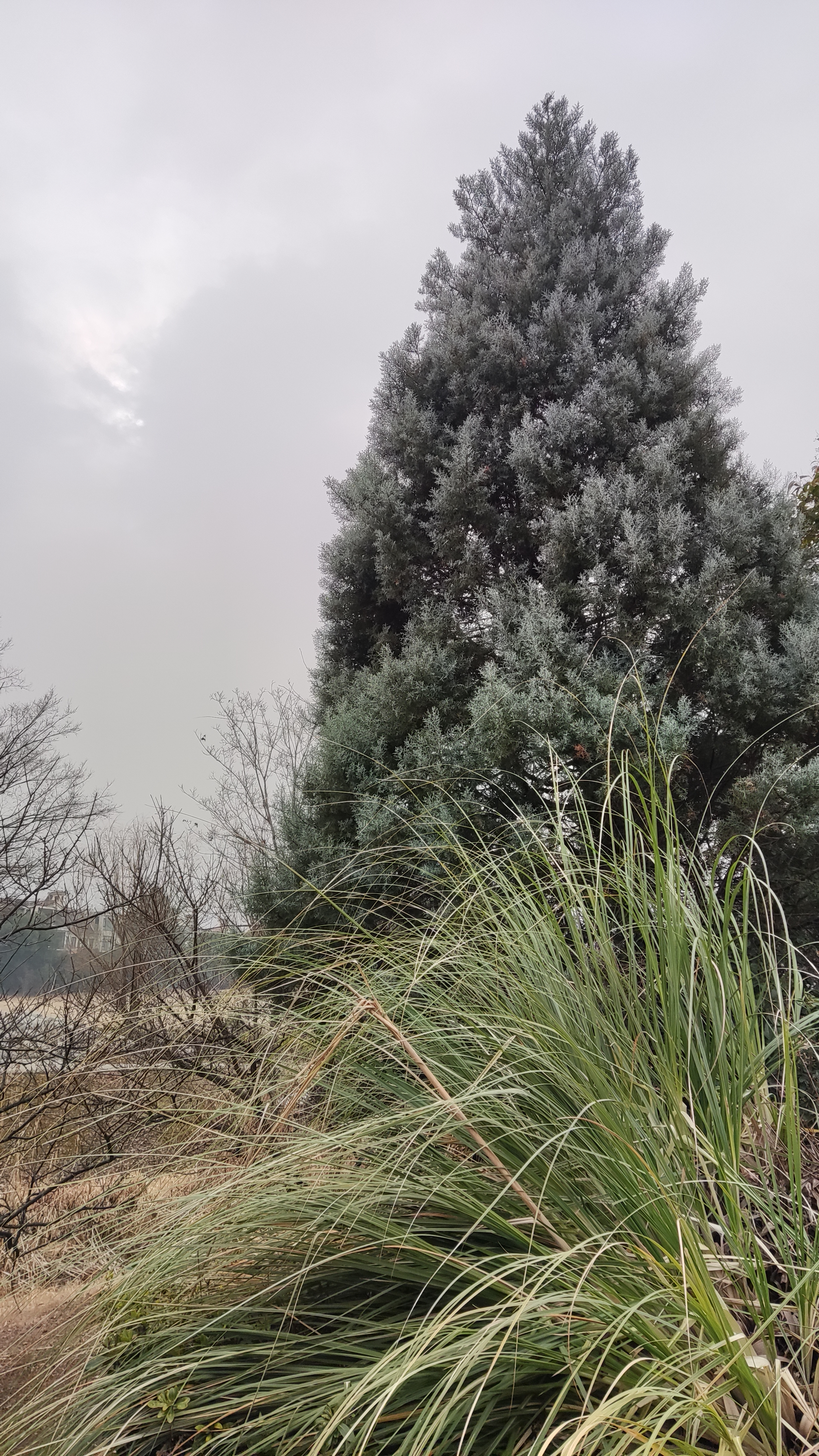 江宁大学城公园旅行图片 3