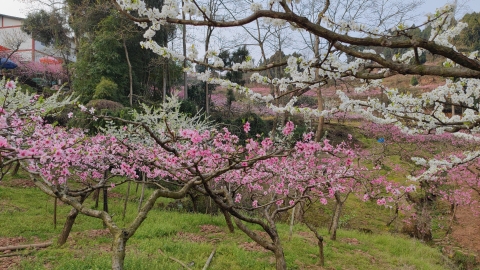 桃花故里景區