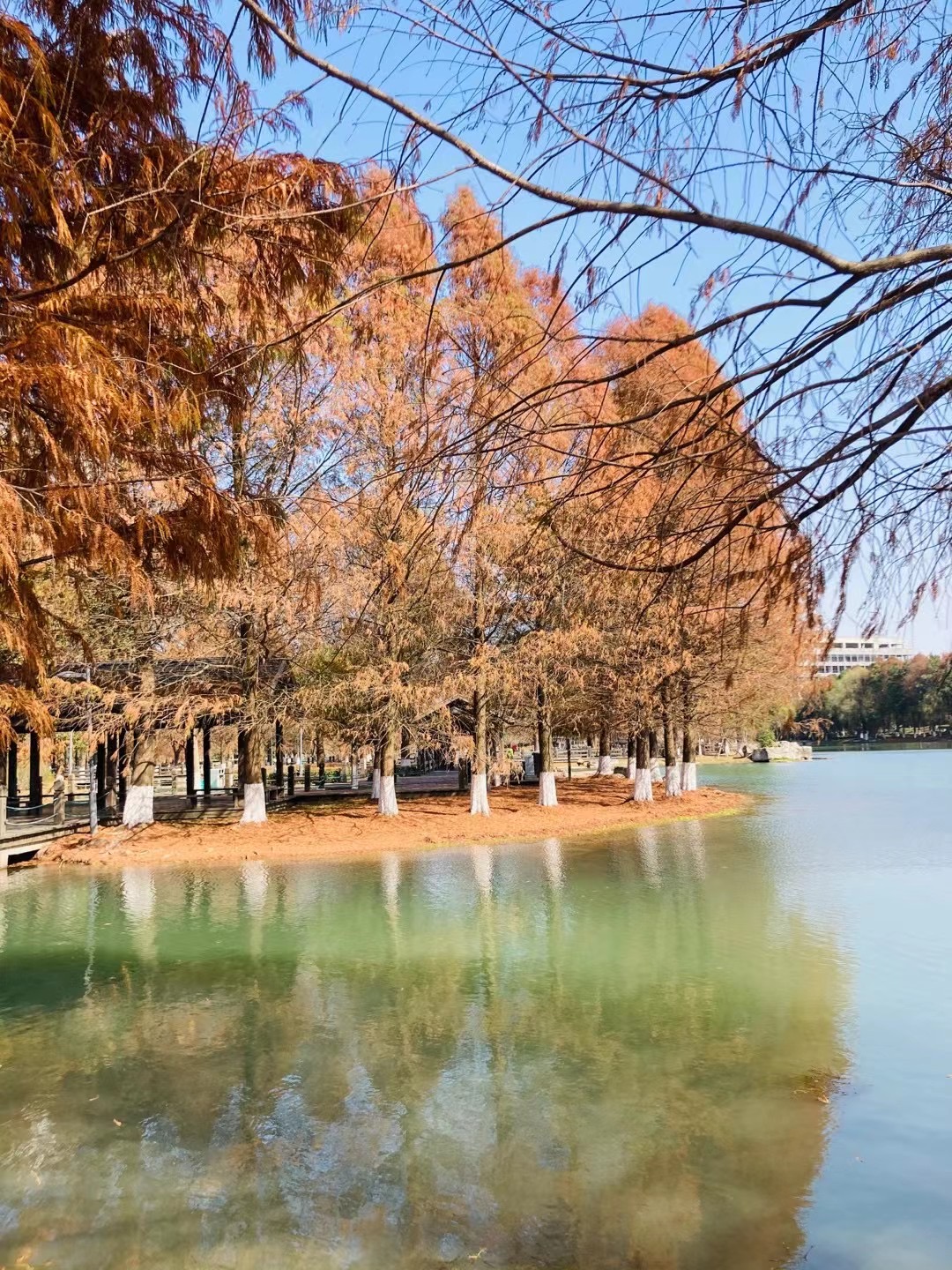 翡翠湖生态公园旅行图片 1