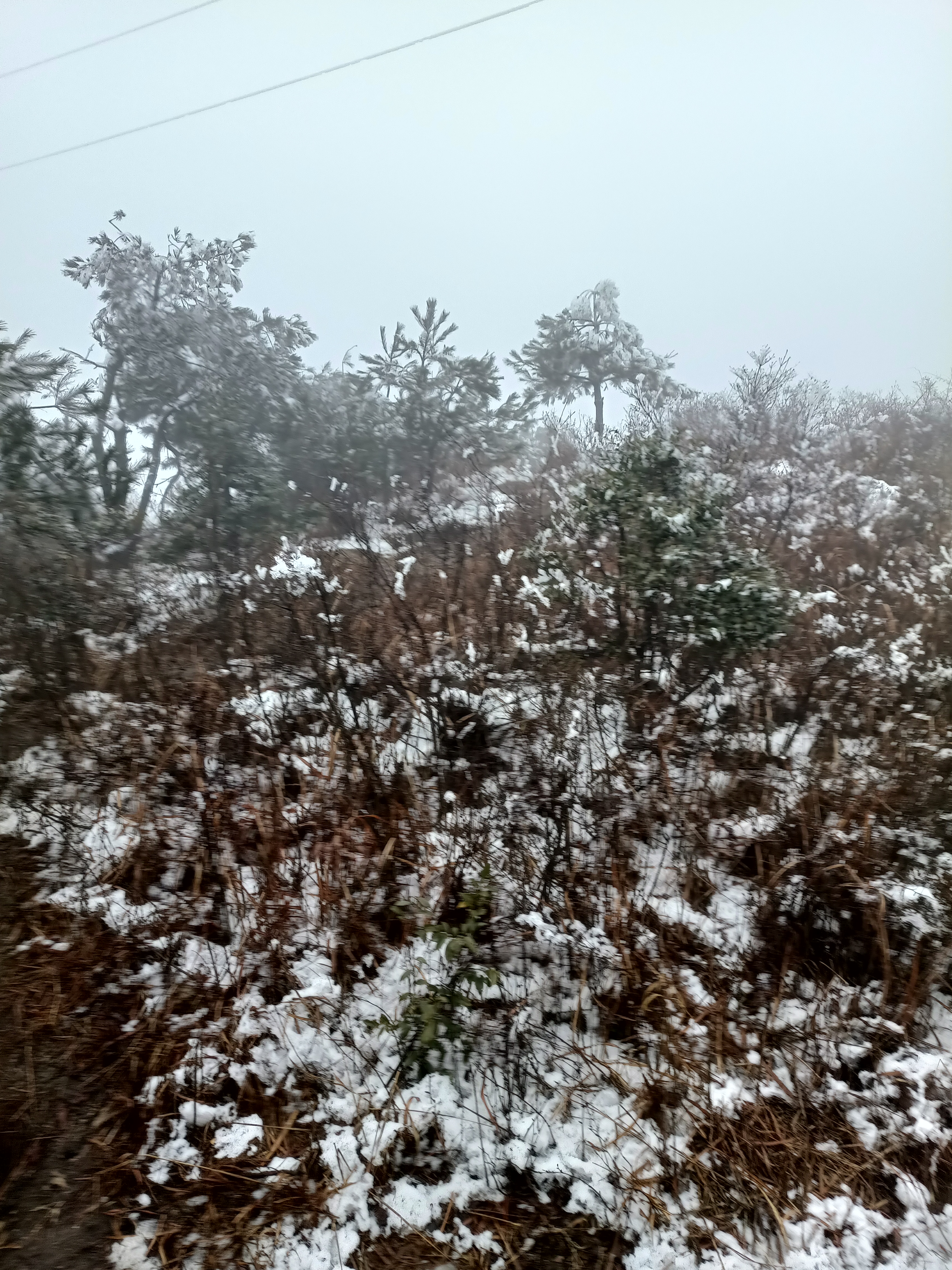 大竹海森林公园旅行图片 3