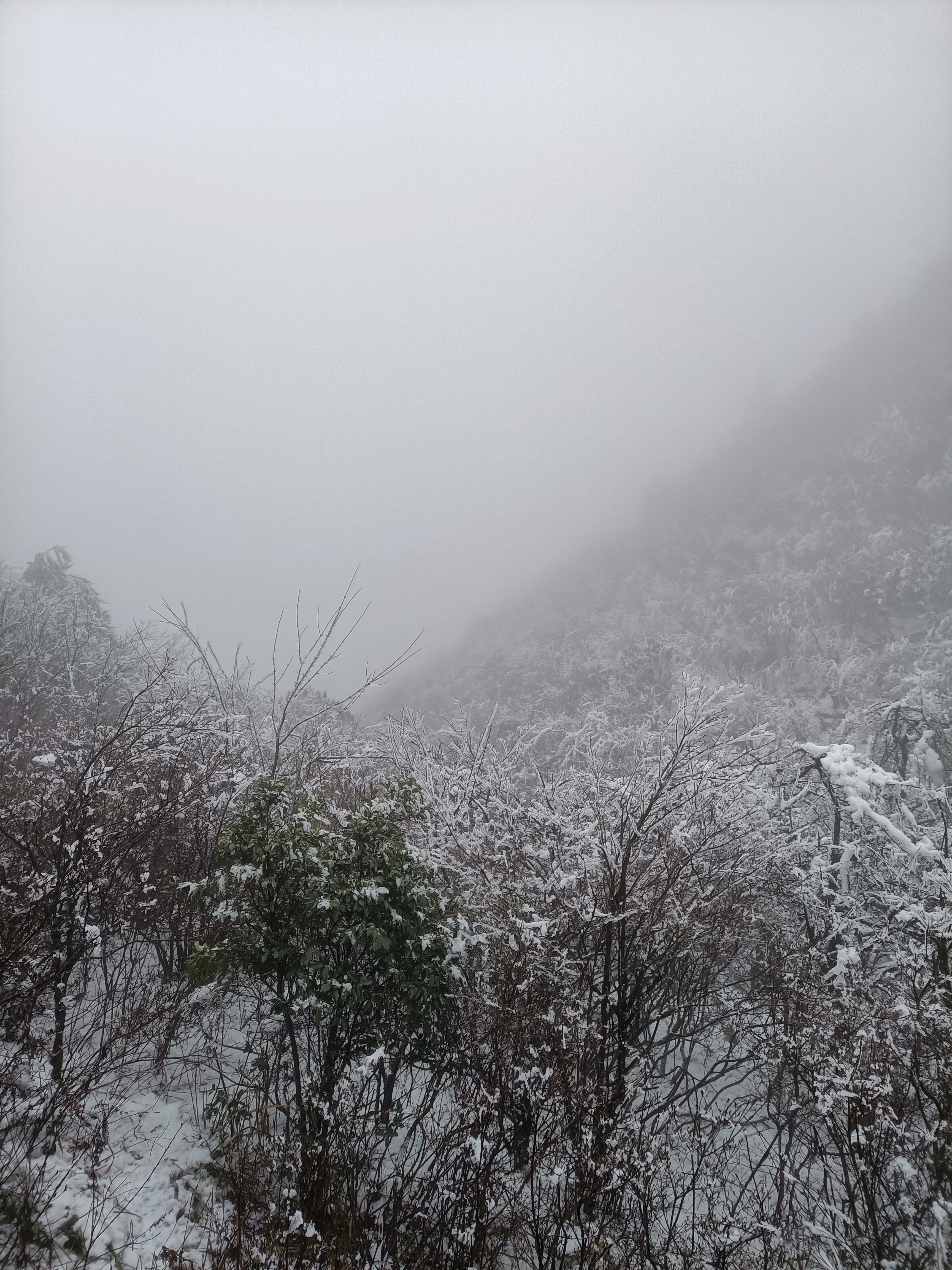大竹海森林公园旅行图片 2