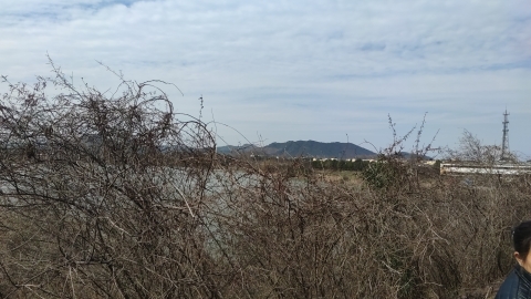 灵芝塔旅行图片 3