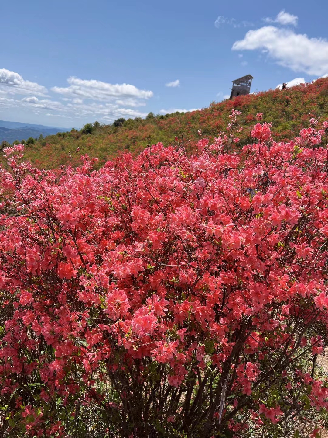 江西圣井山景区旅行图片 2