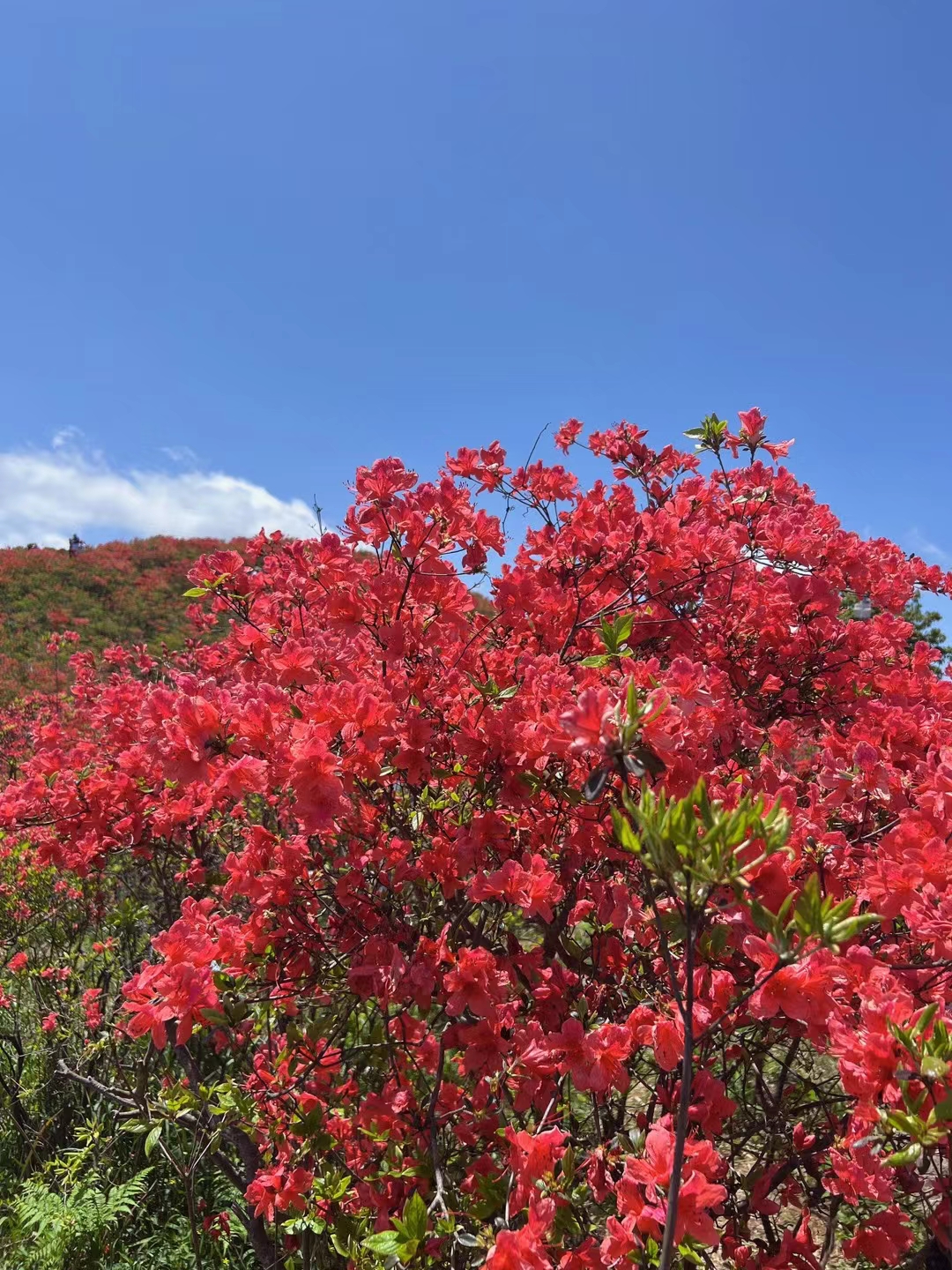 江西圣井山景区旅行图片 1