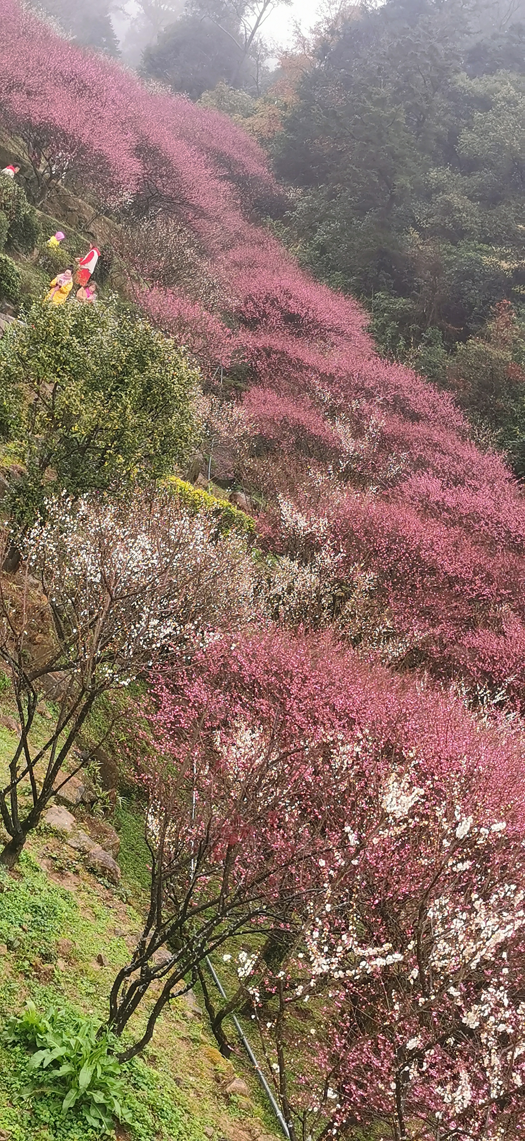 鼓山旅游景区梅里景区