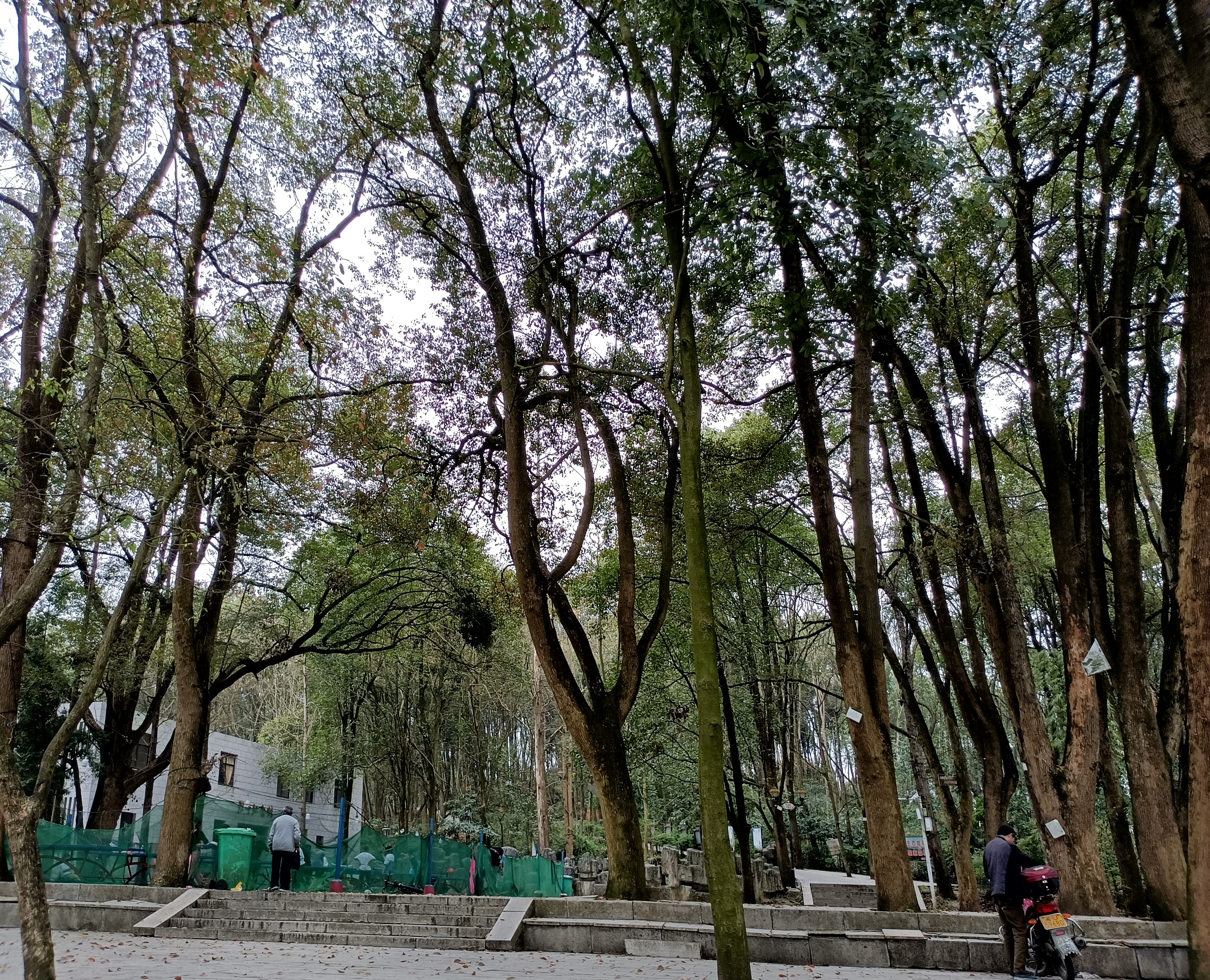 花果山森林公园旅行图片