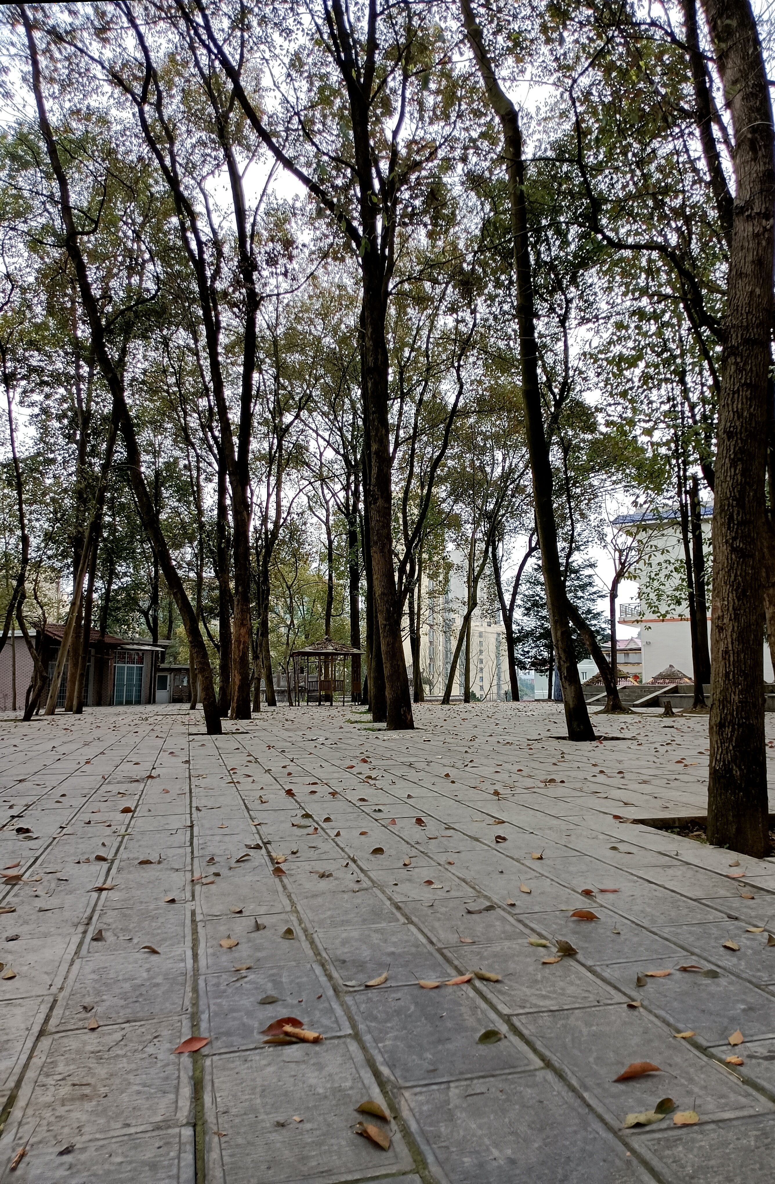 花果山森林公园旅行图片 2