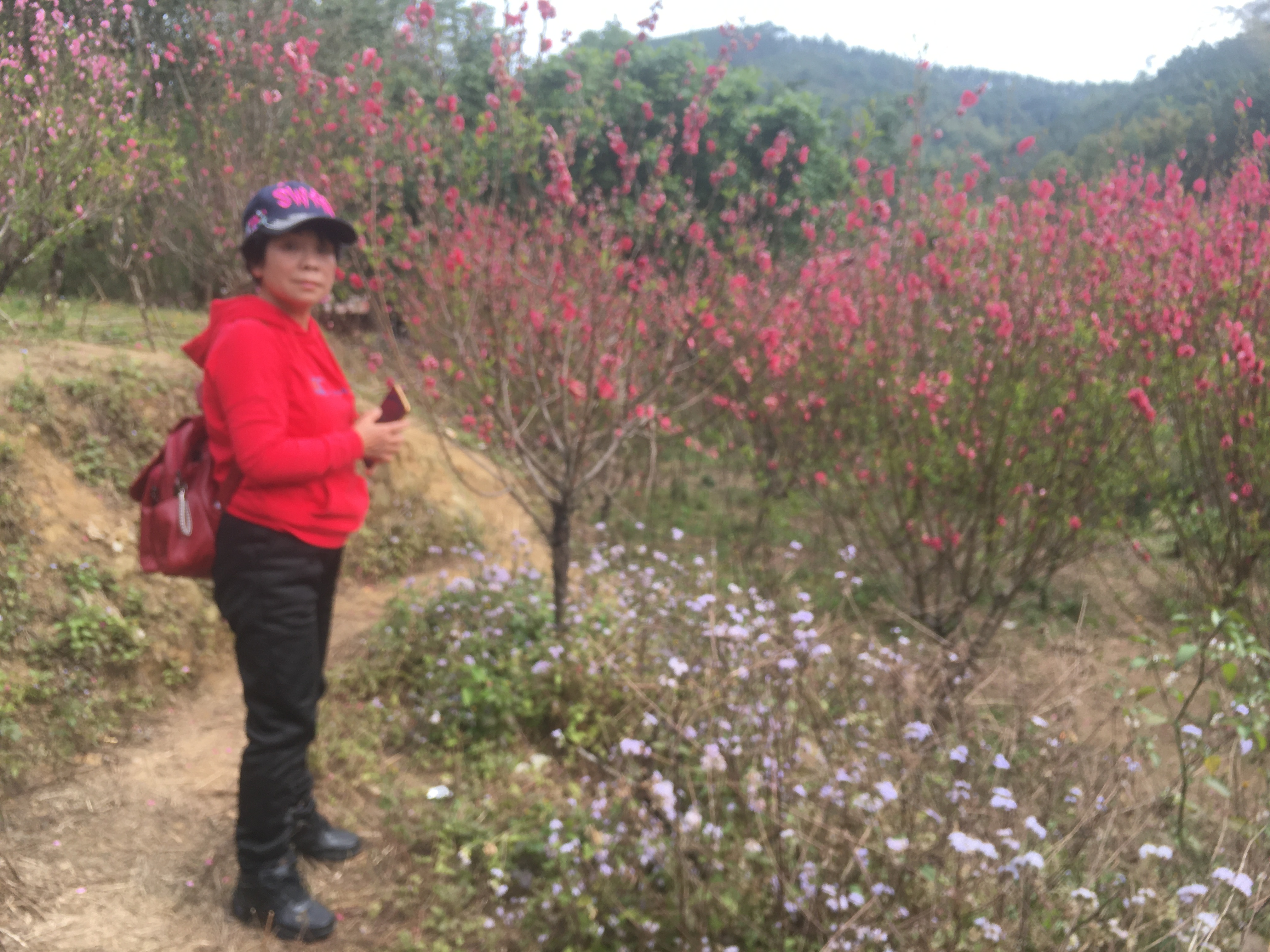 桃花村旅行图片 1