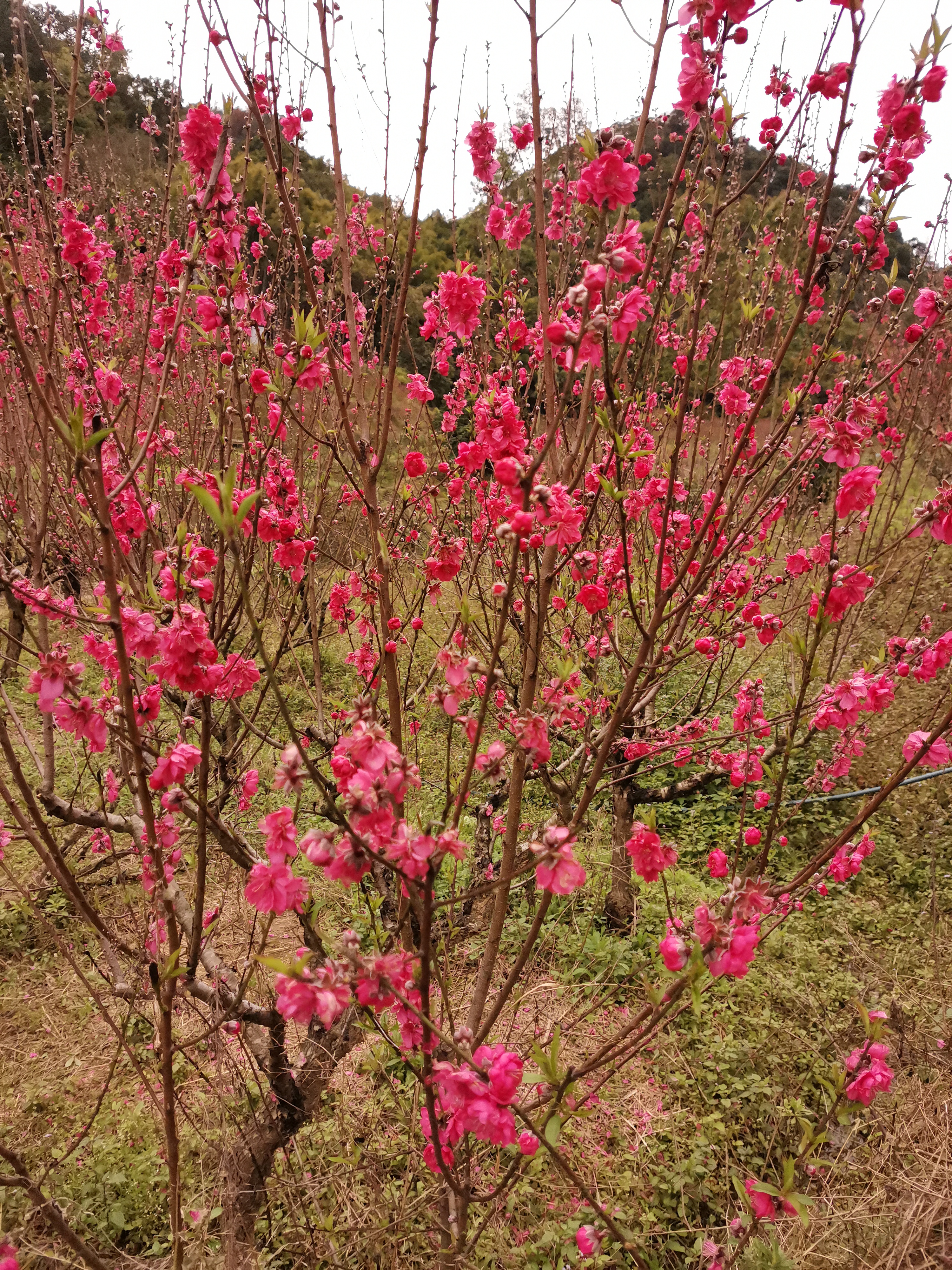 桃花村旅行图片 3