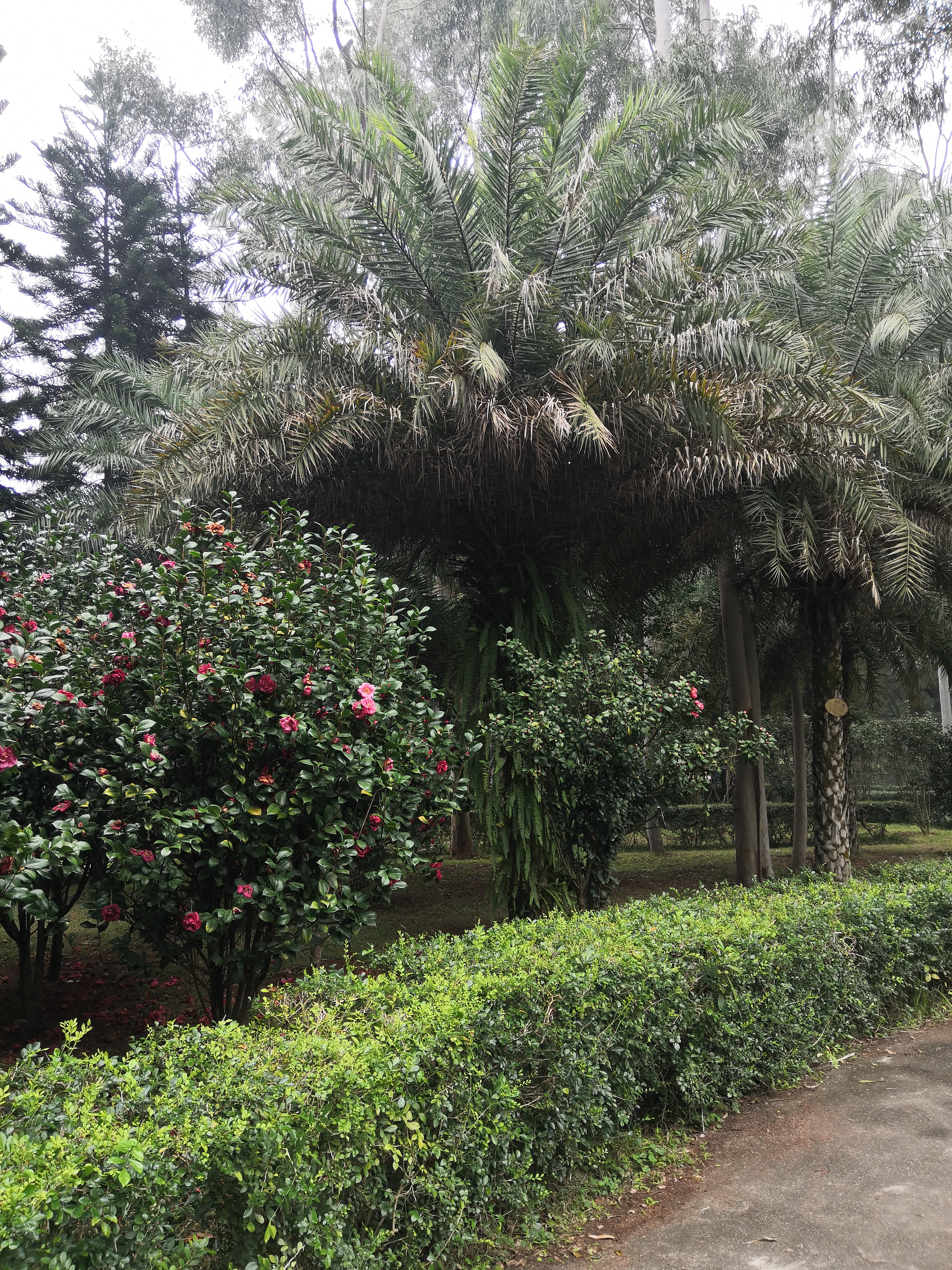 北海市东区公园旅行图片 2