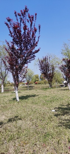 赛城湖公园旅行图片 1