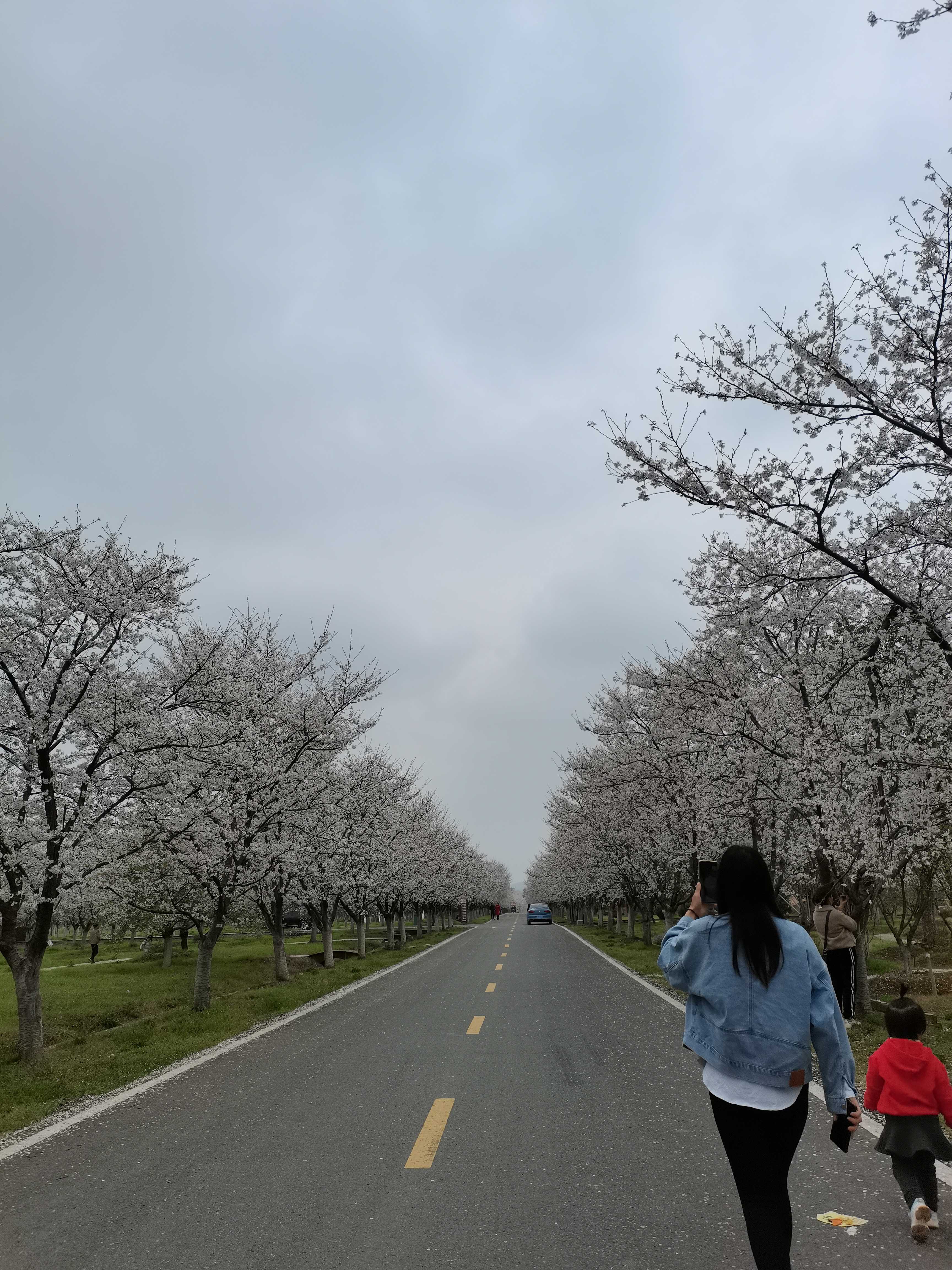 浮山樱花园旅行图片 3