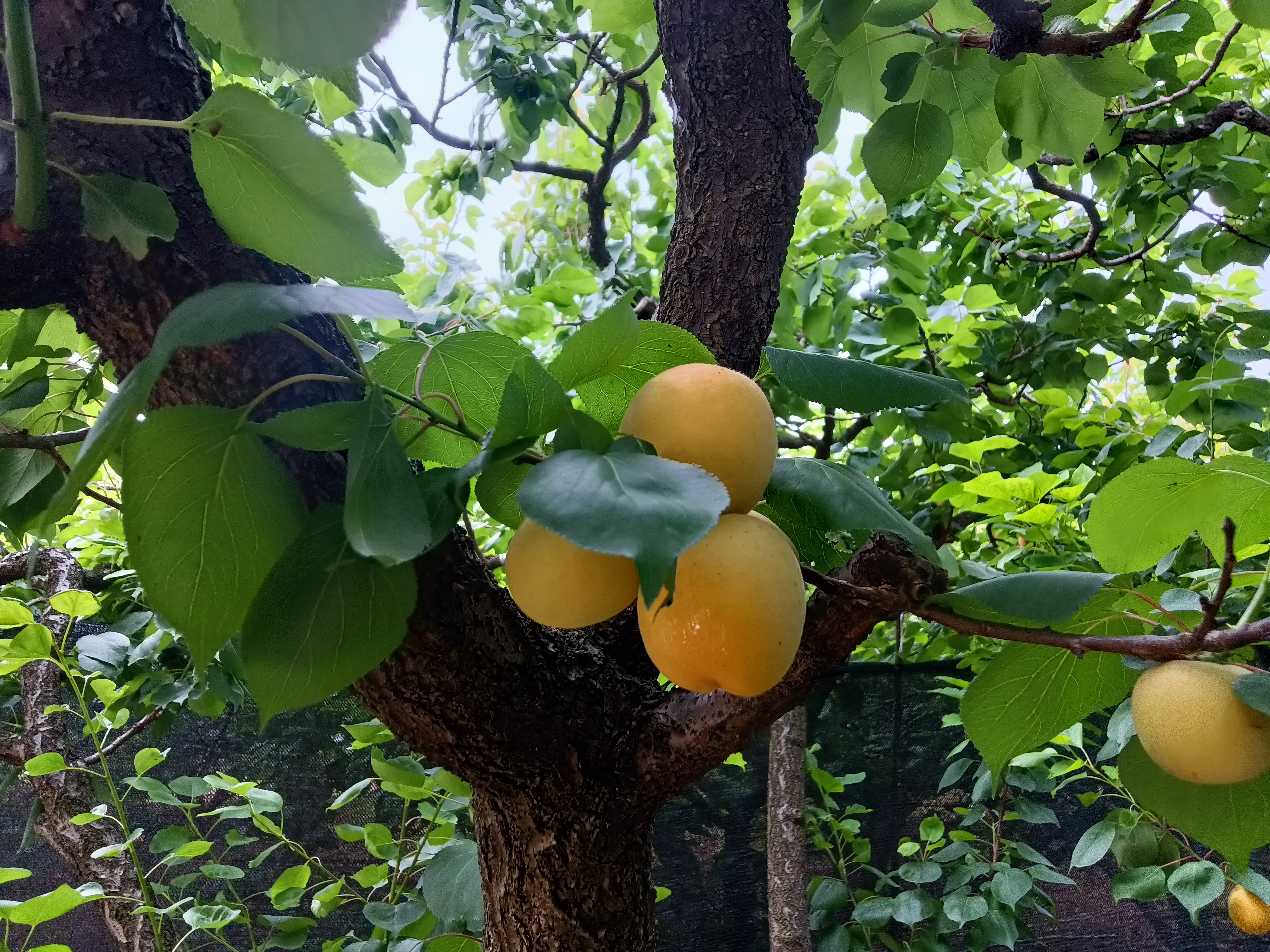 简阳葫芦坝旅行图片 3