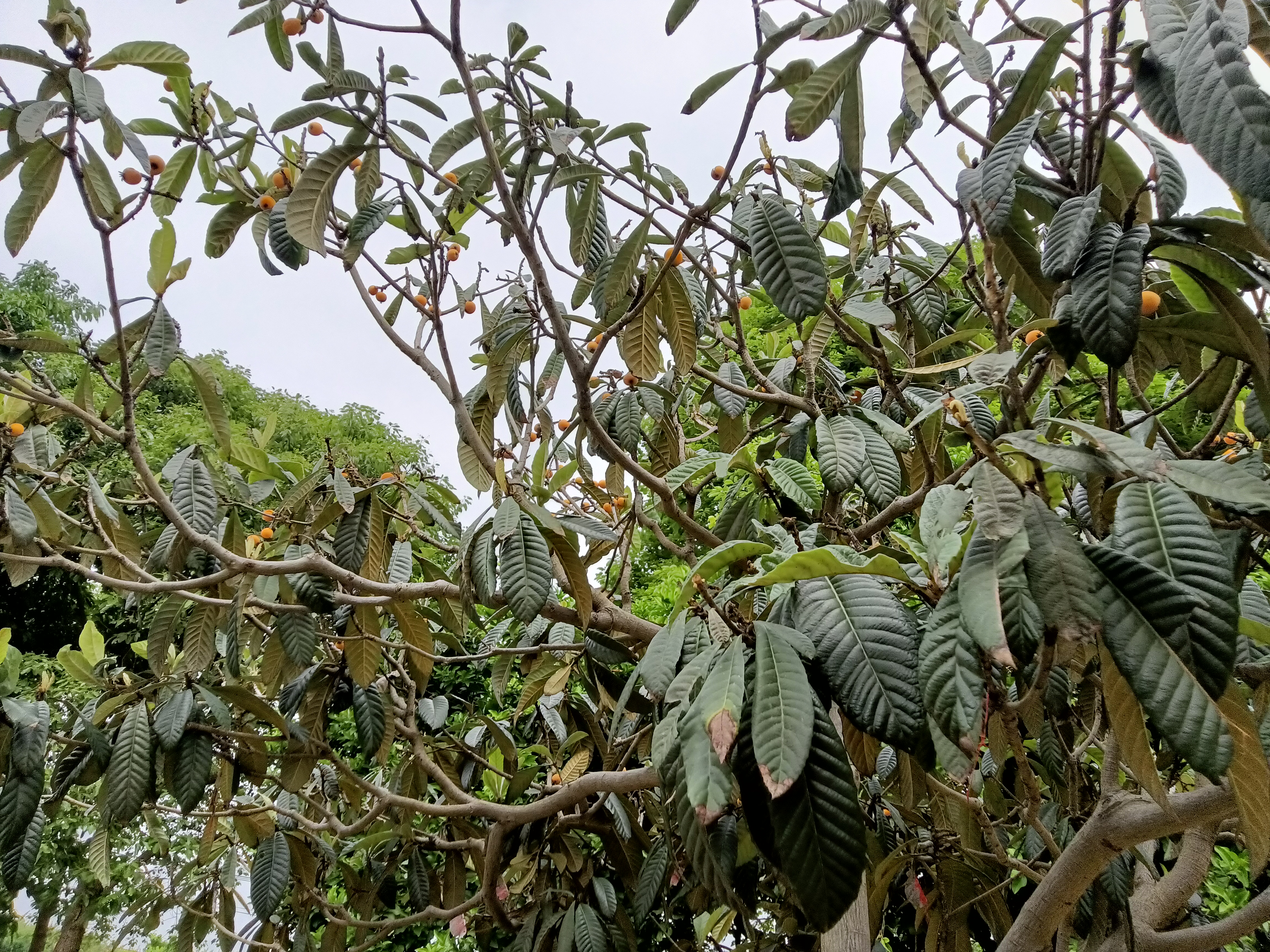 简阳葫芦坝旅行图片 1