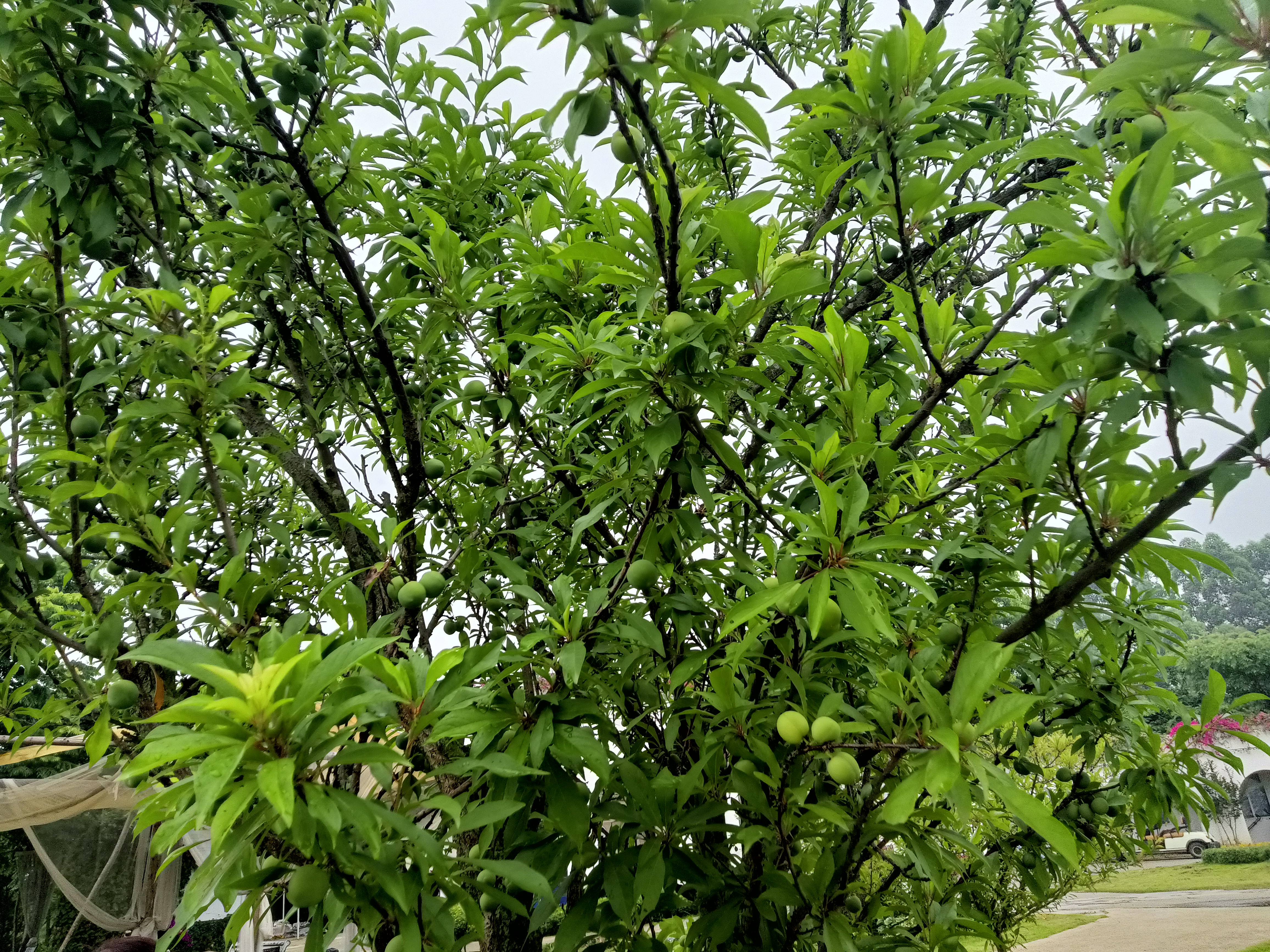 简阳葫芦坝旅行图片 2
