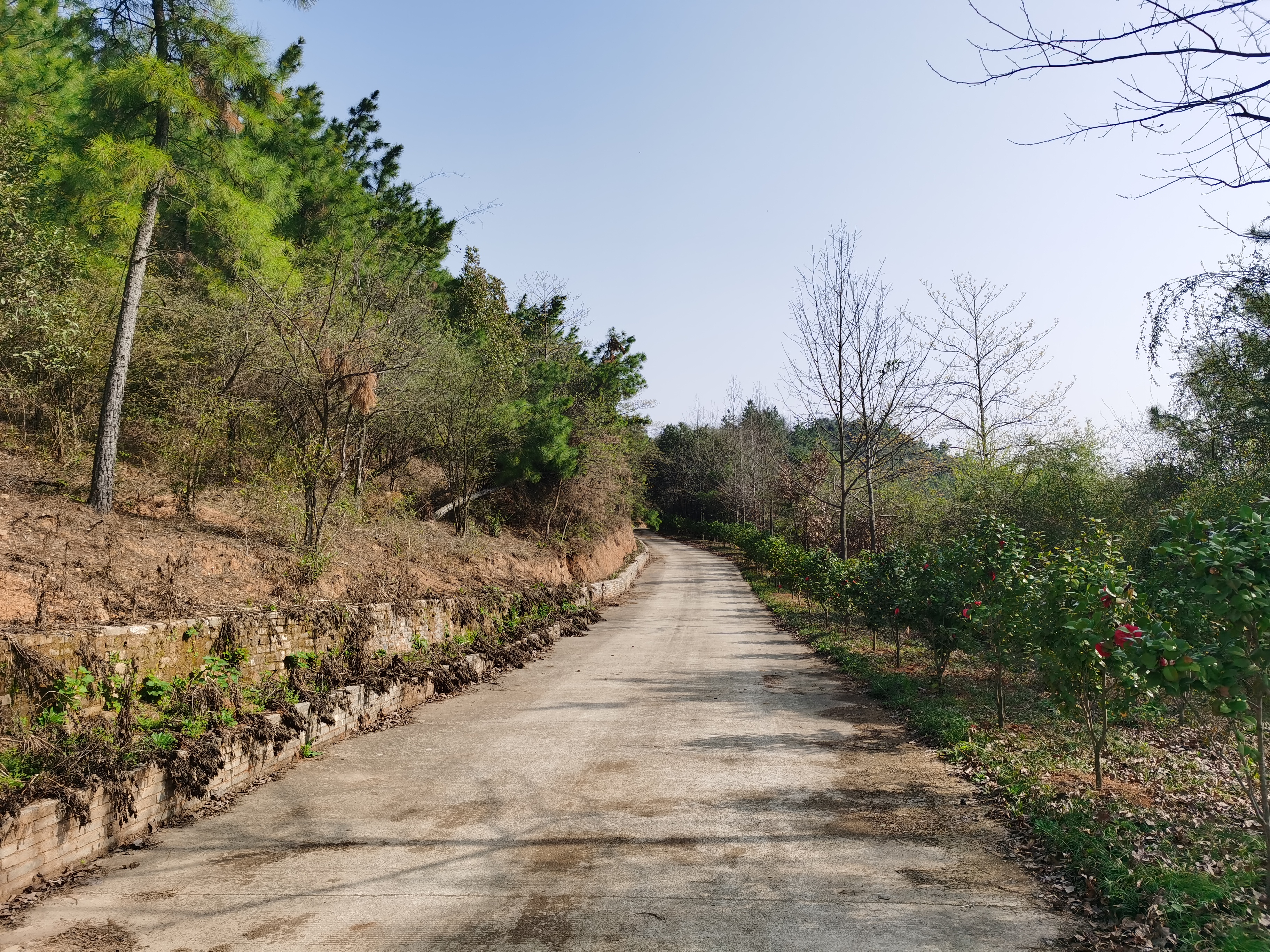 宣城市峄山森林公园旅行图片 1