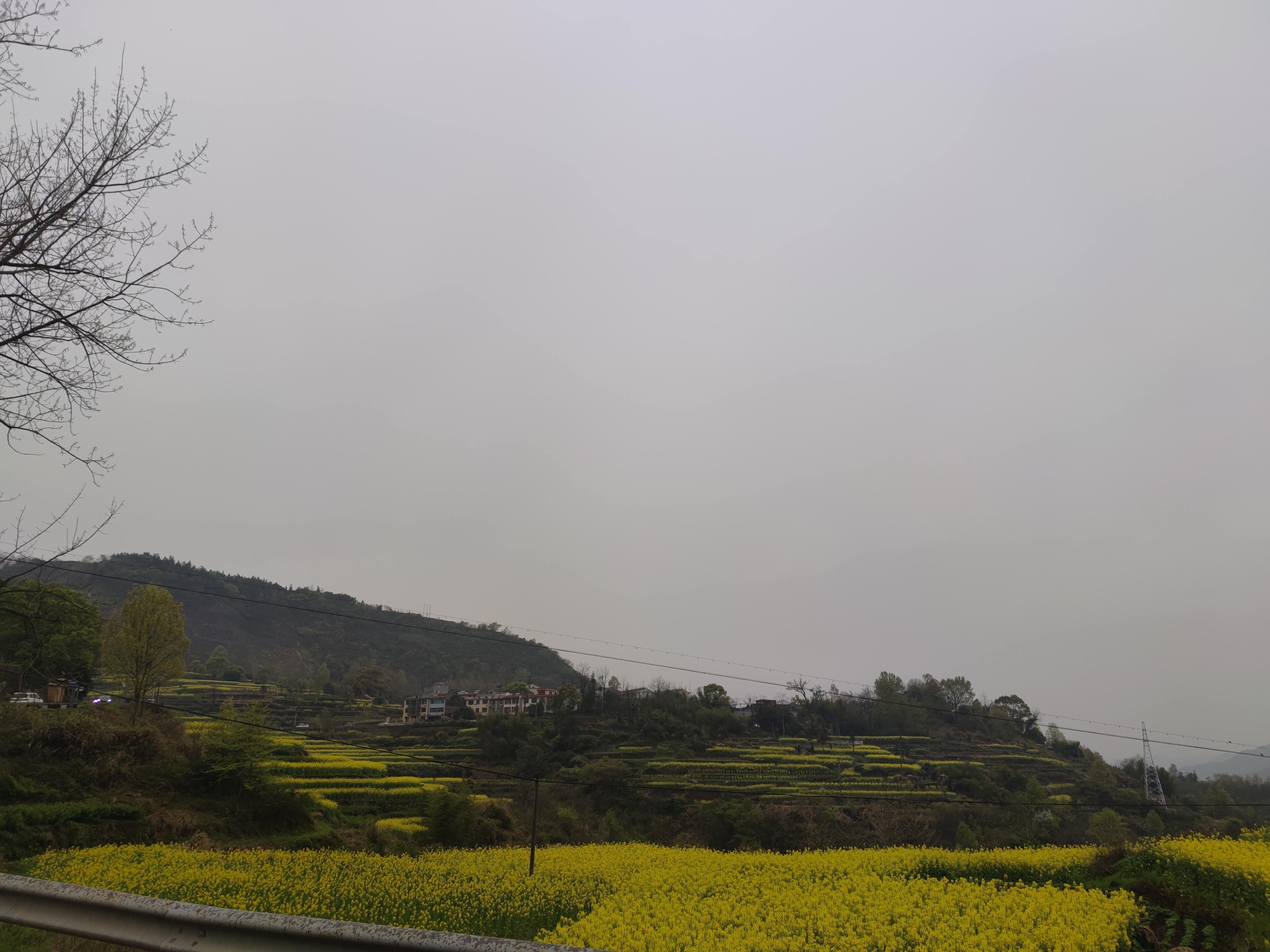 桑洲油菜花景区旅行图片 1