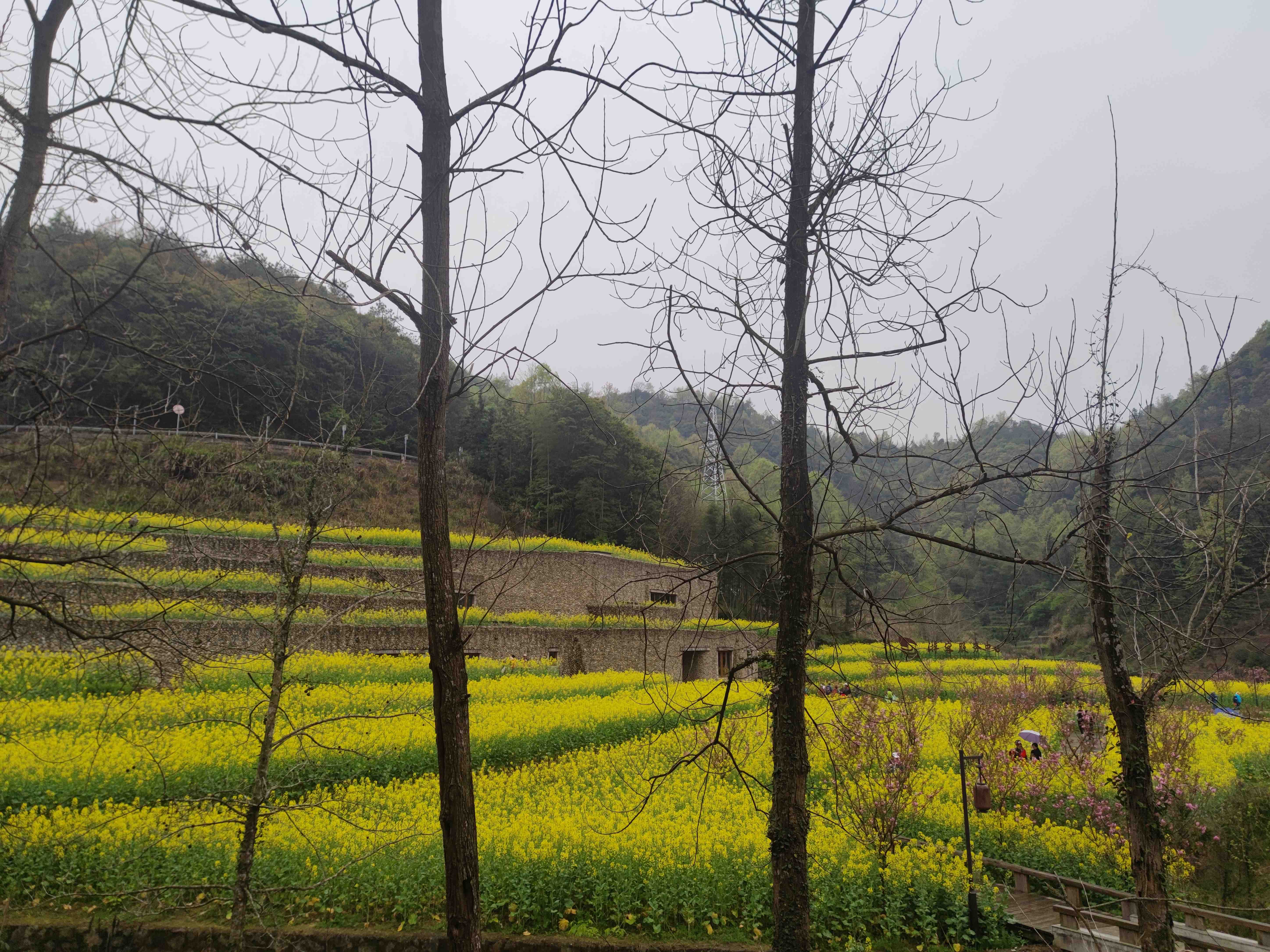 桑洲油菜花景区旅行图片 2