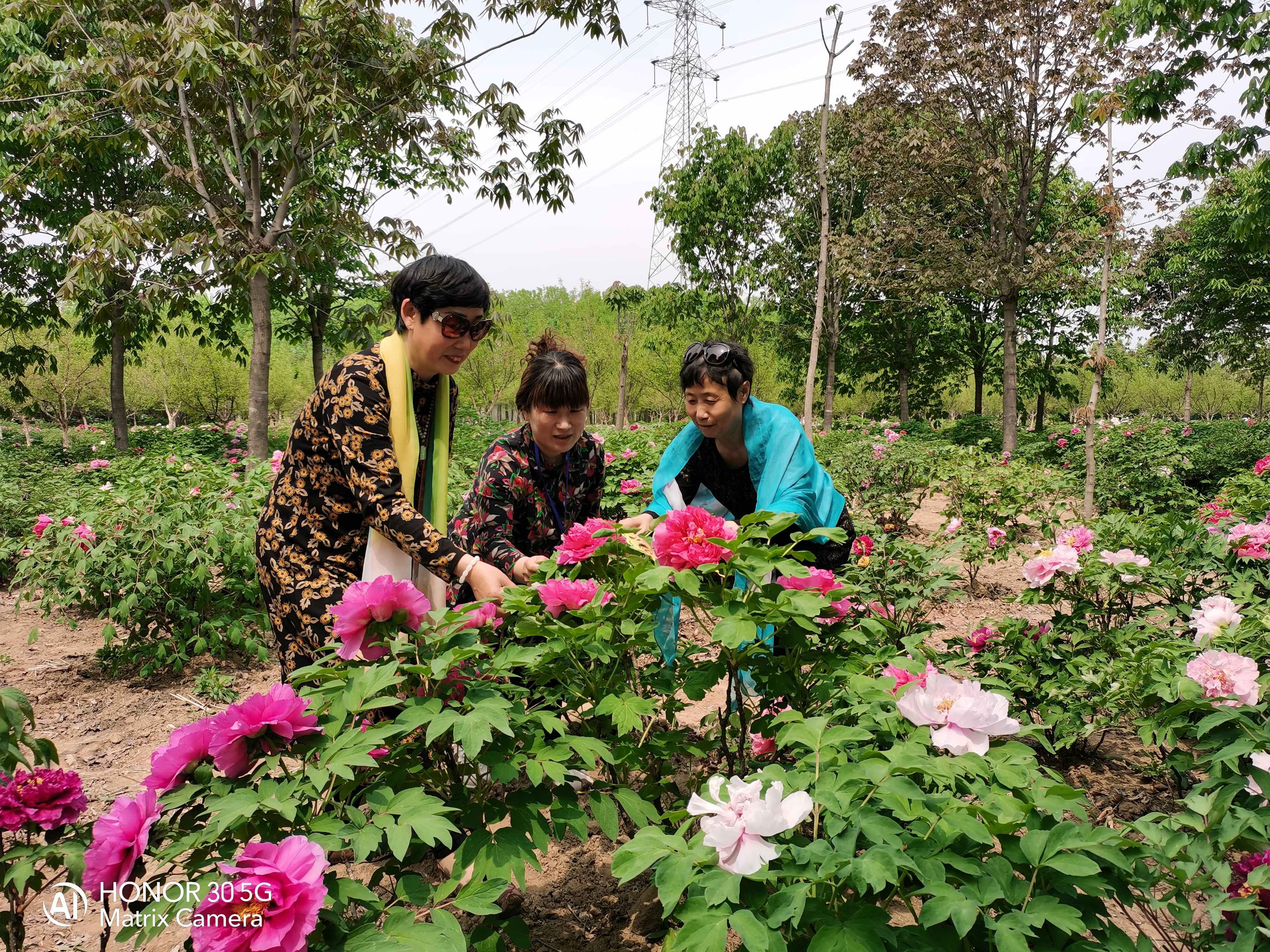 高密天香牡丹园旅行图片 2
