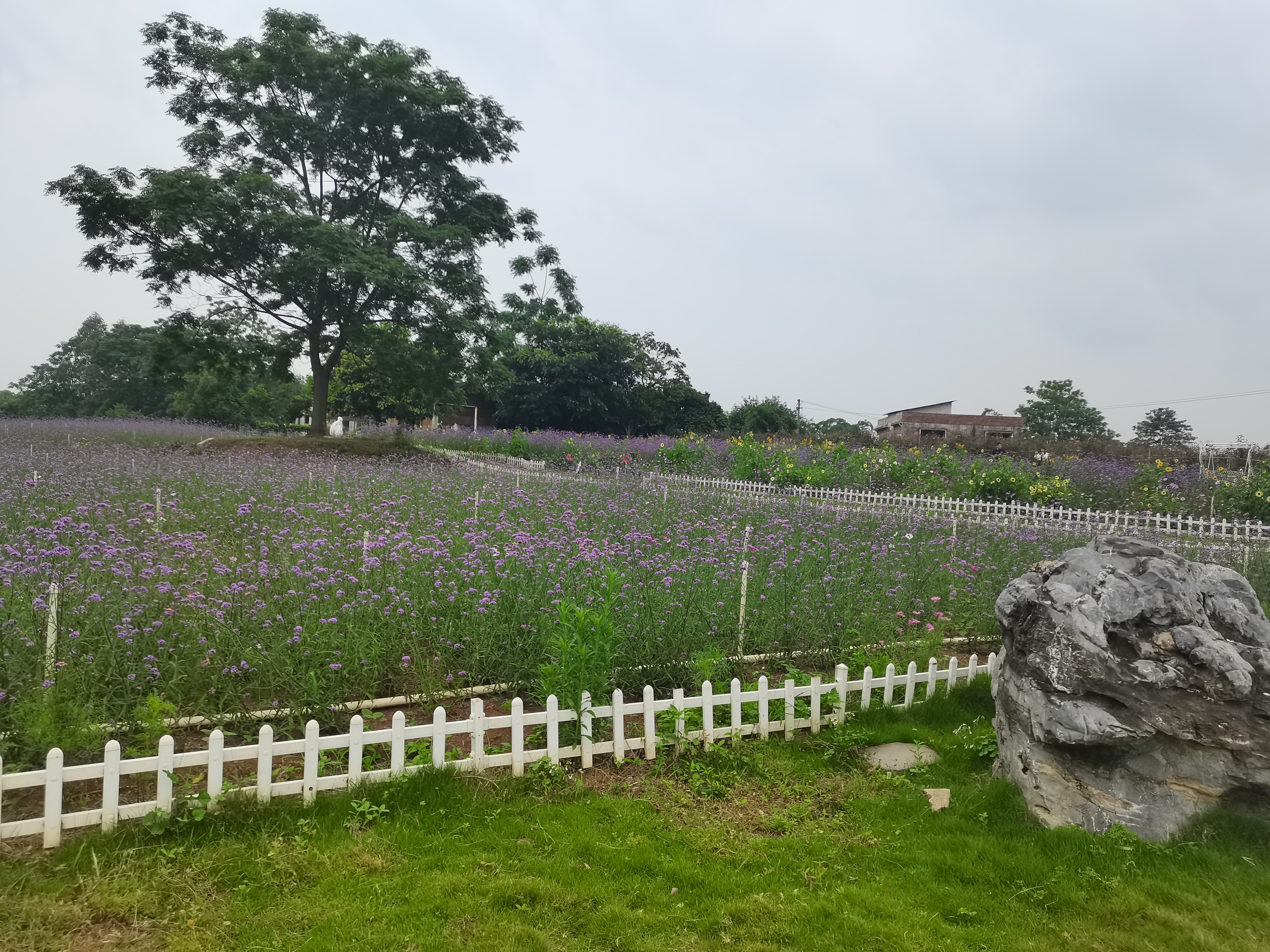 三千薰衣草庄园旅行图片 3