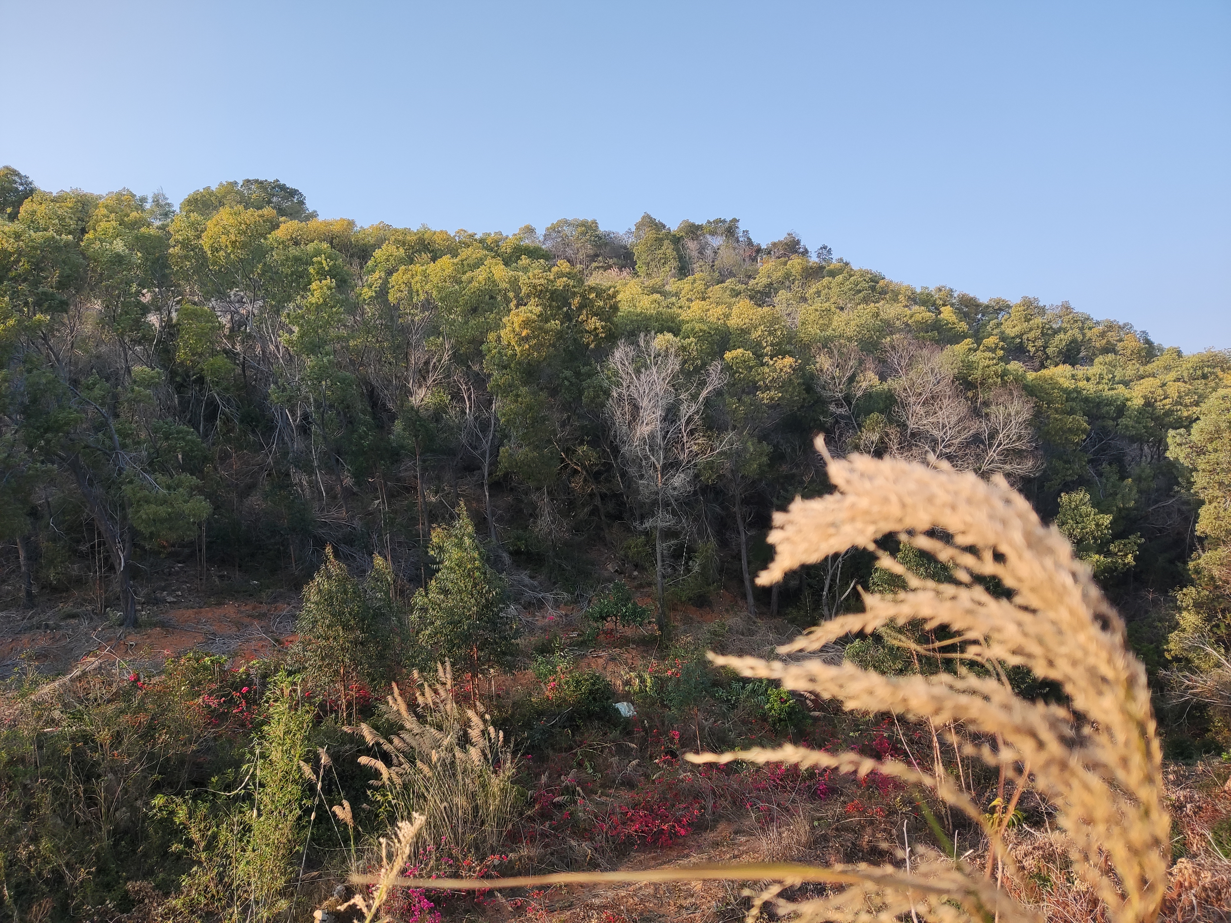 龙狮岩旅行图片 1