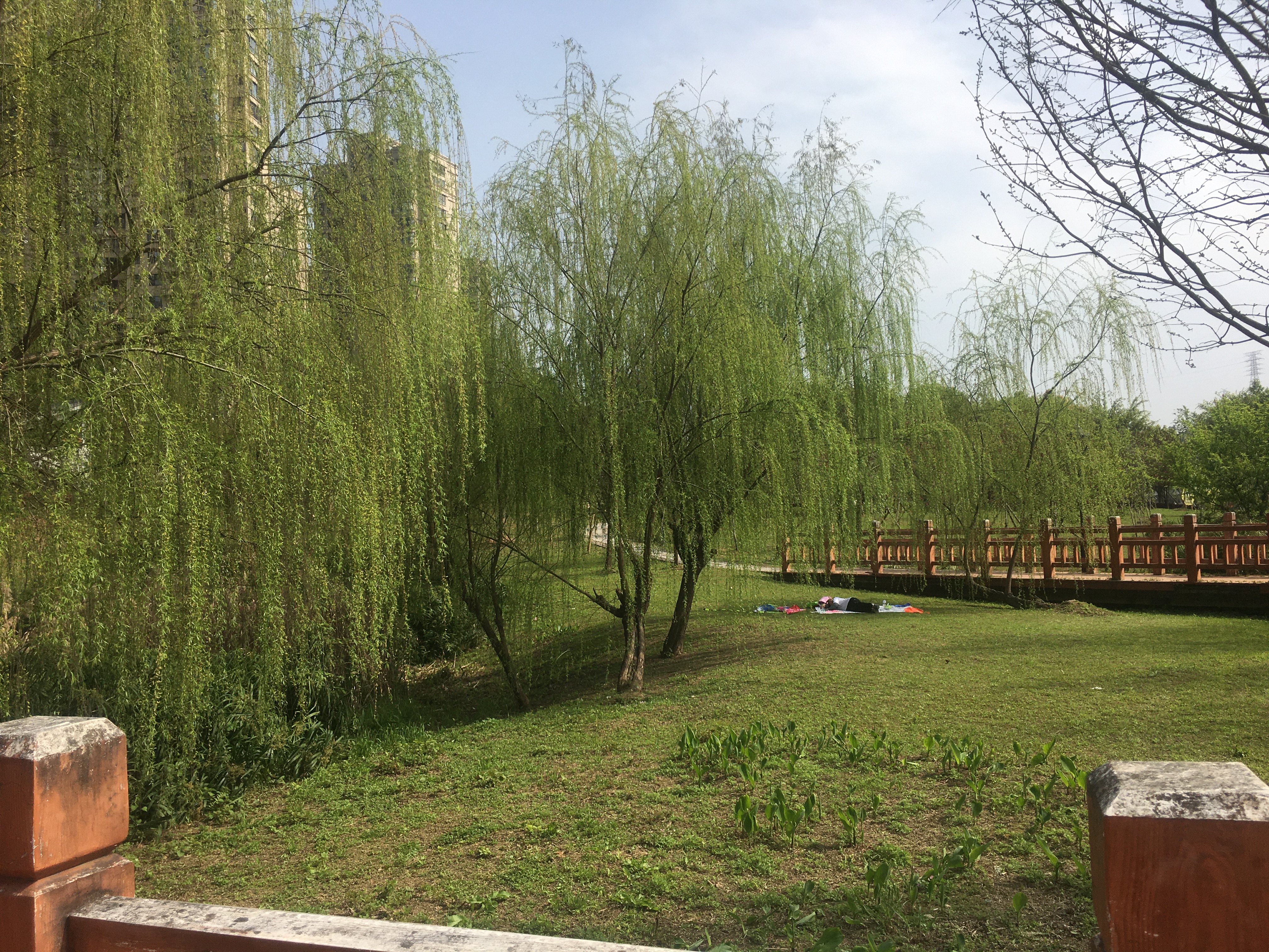 渡头湿地公园旅行图片 2