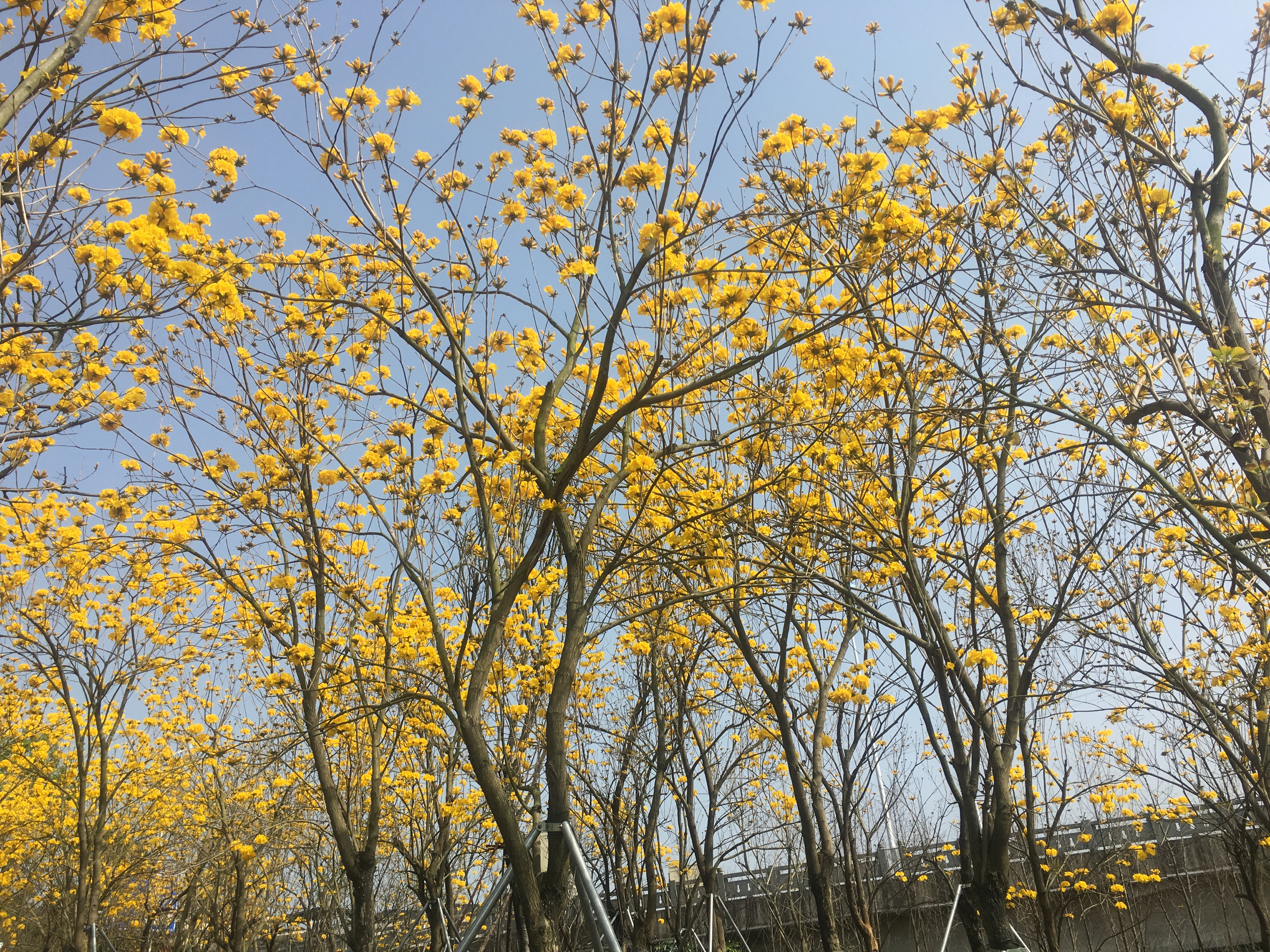 渡头湿地公园旅行图片 3