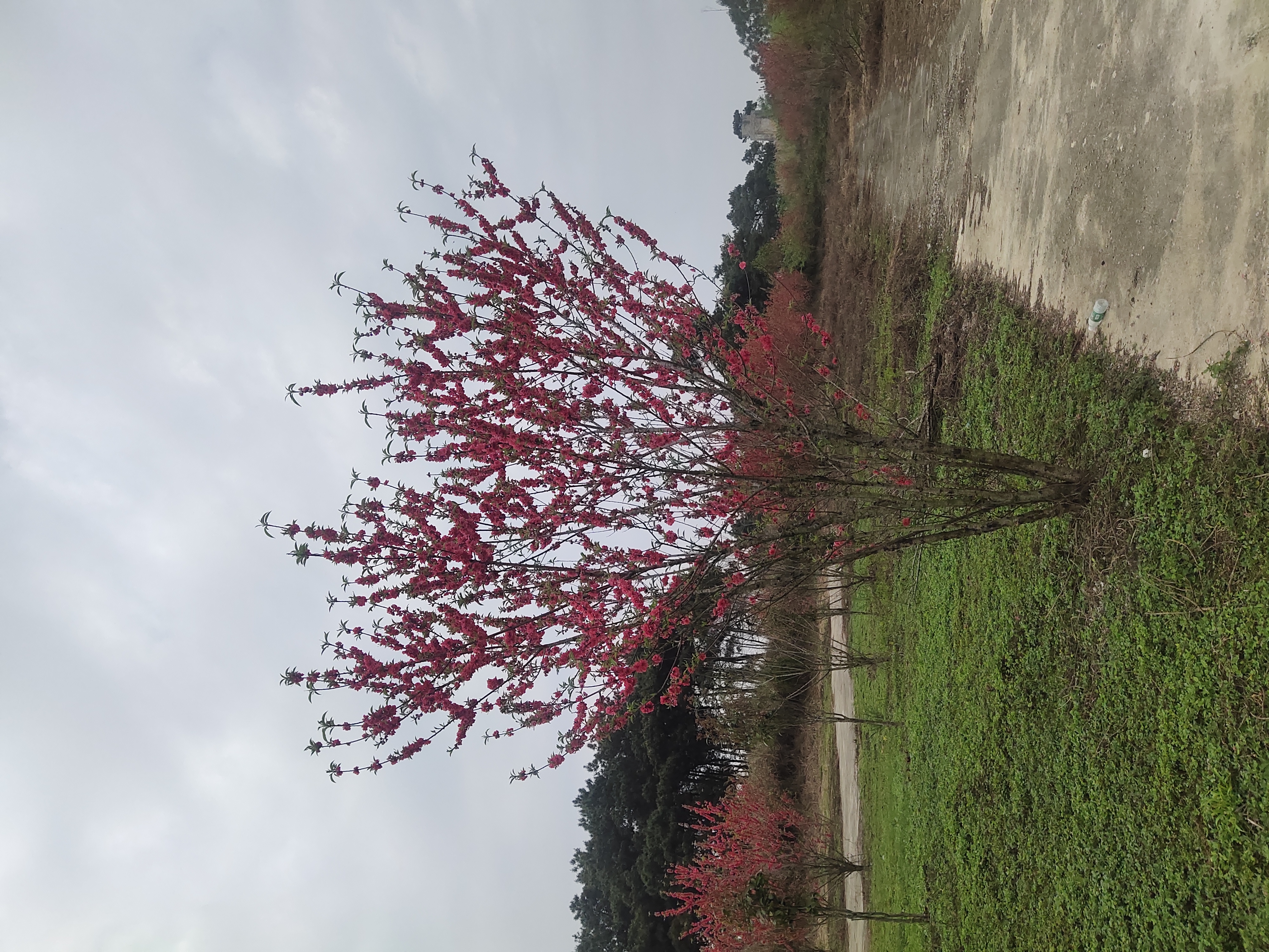 圣茶谷景区旅行图片 1