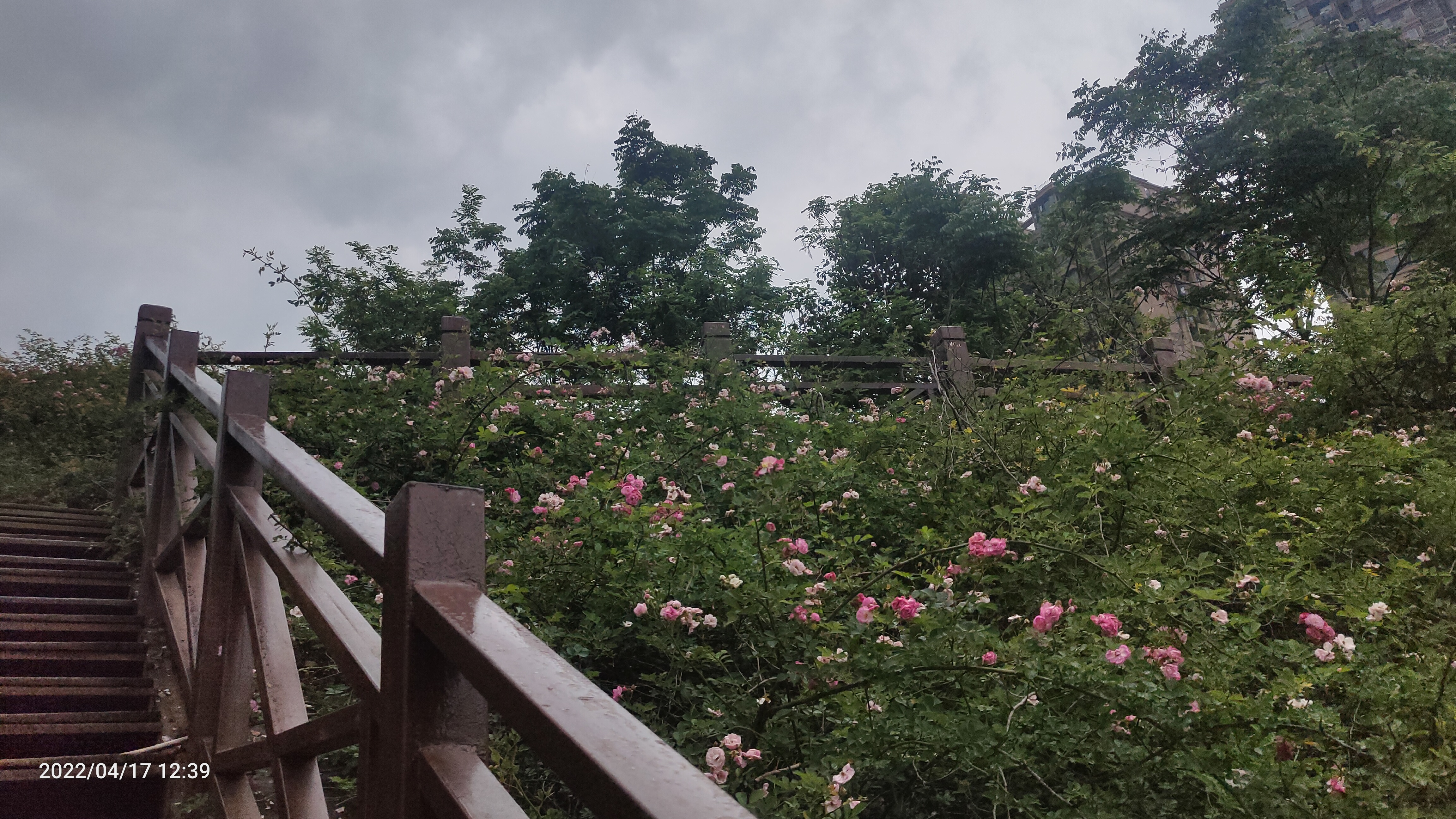 九龙天梯旅行图片 1