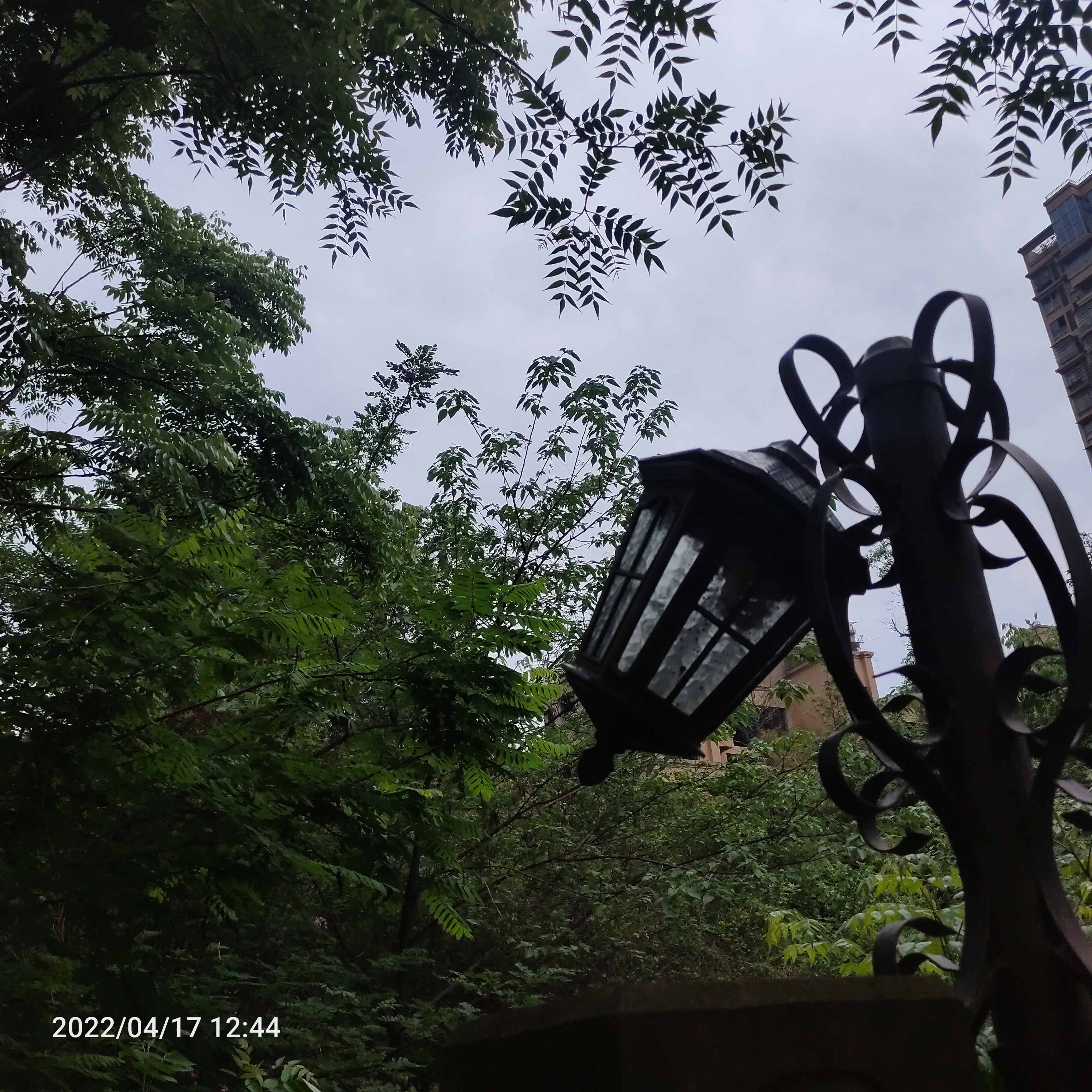 九龙天梯旅行图片 3