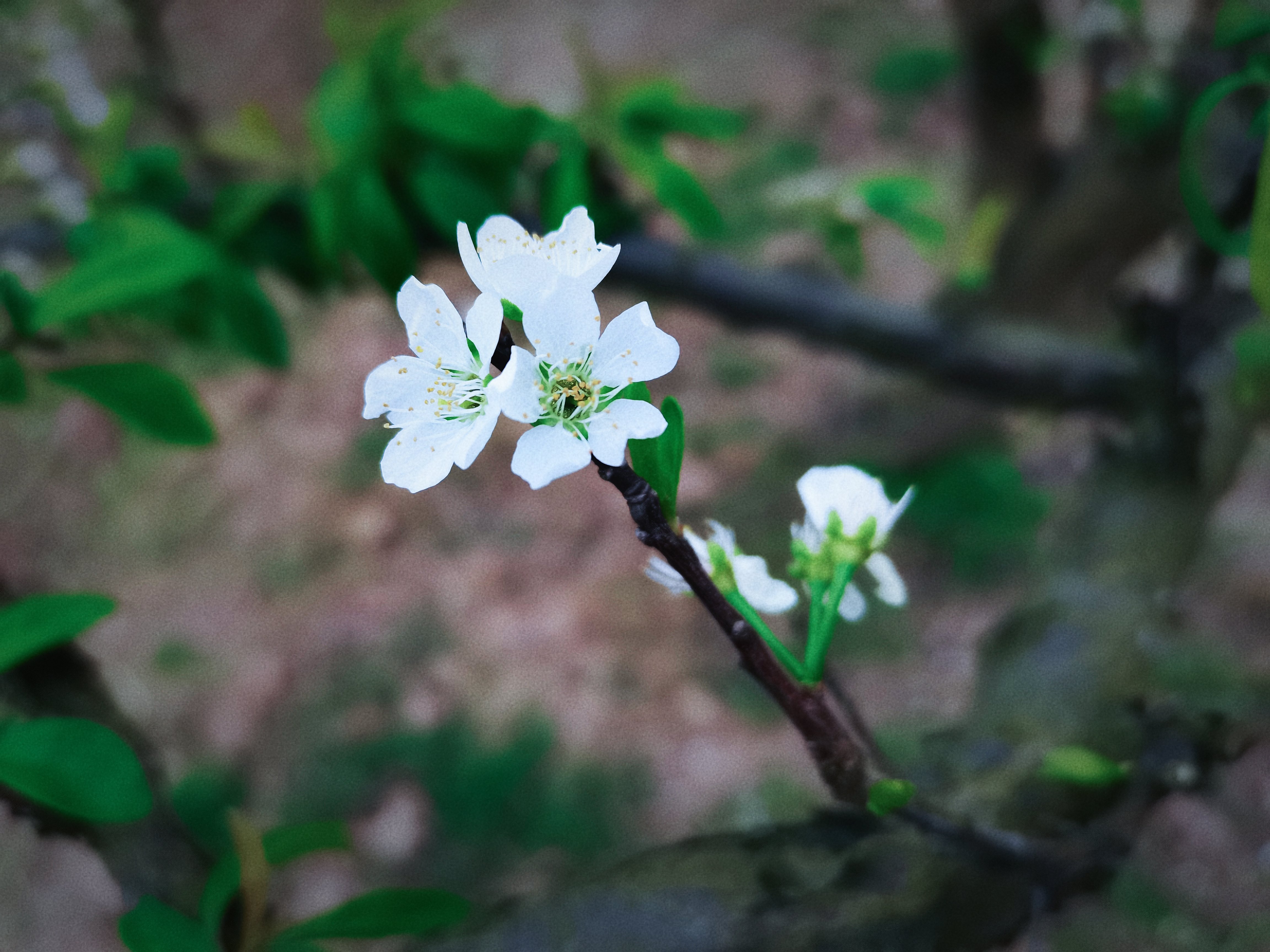 庙安花果山景区旅行图片 2