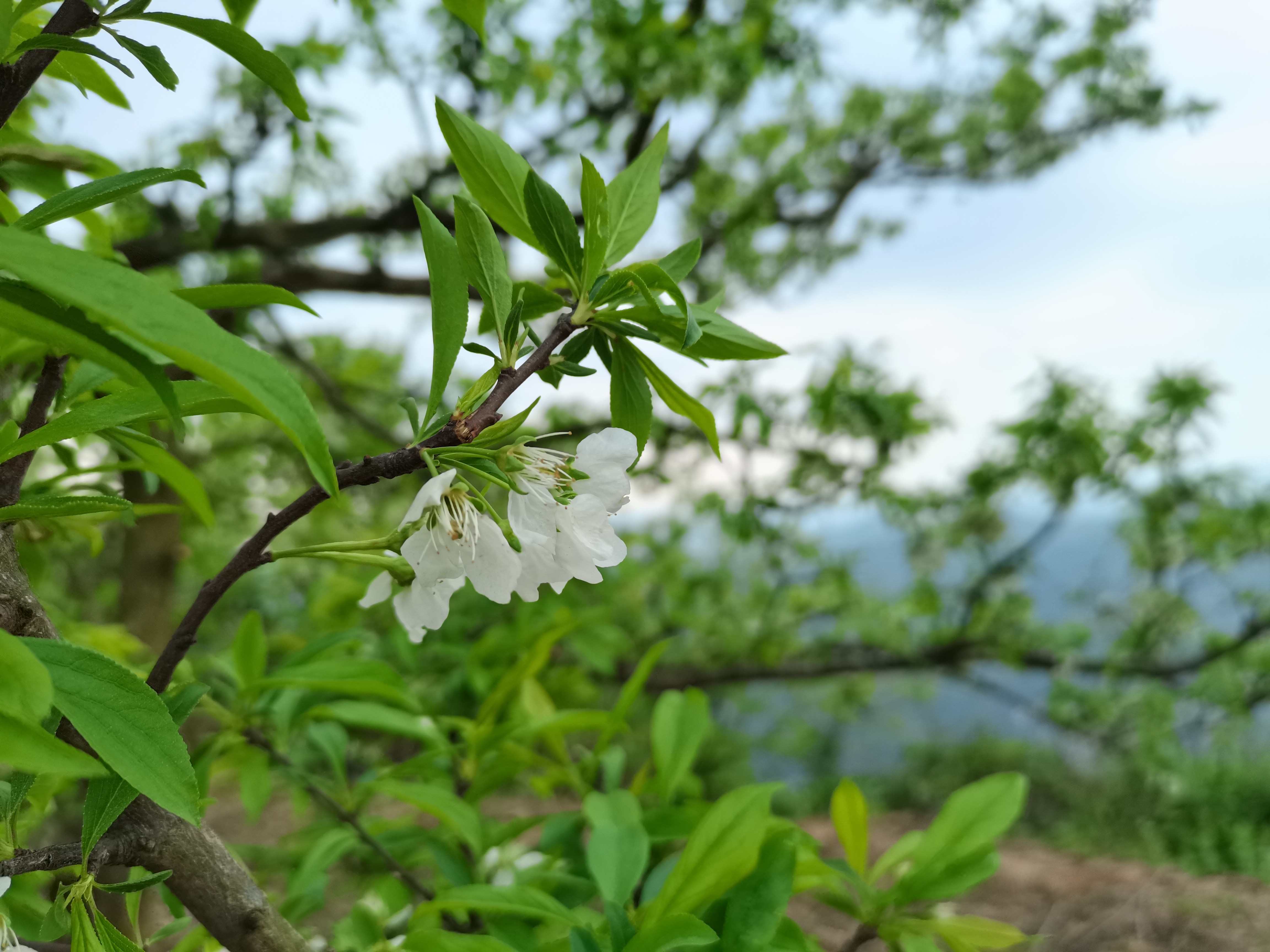 庙安花果山景区旅行图片 1