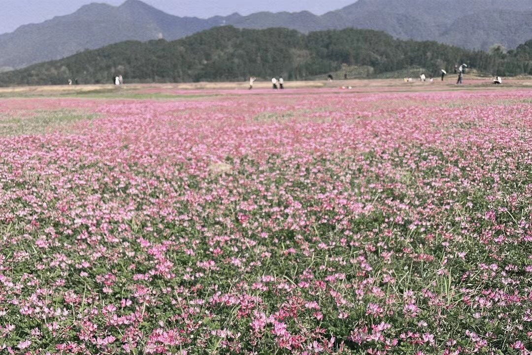 大桥村花海旅行图片 3