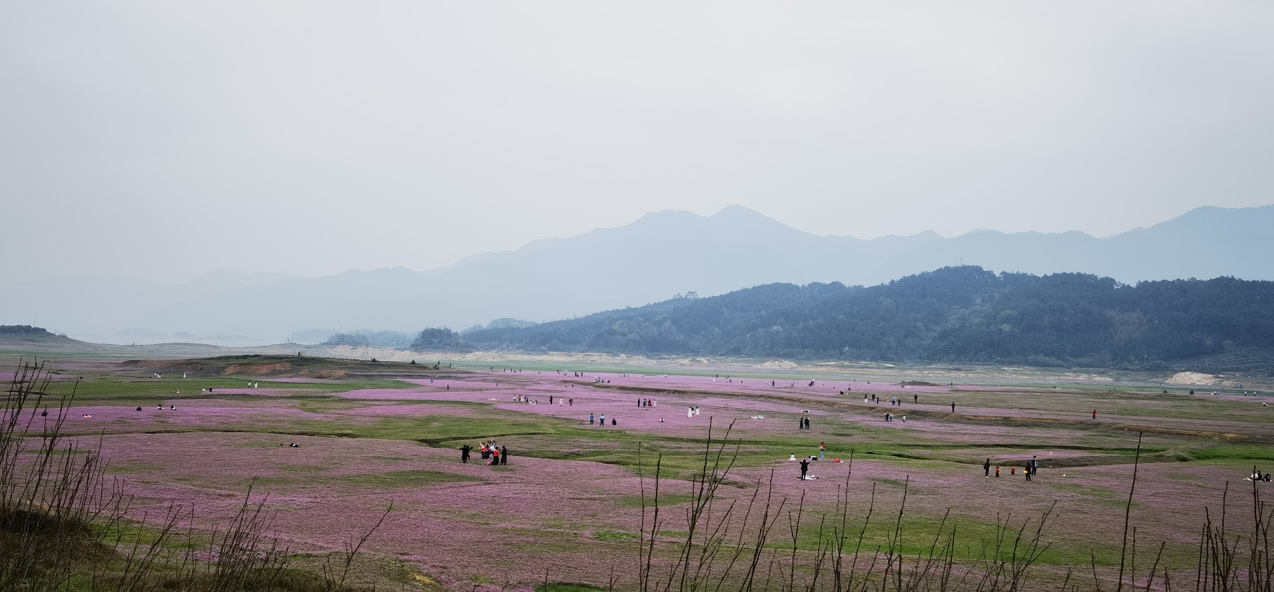 大桥村花海旅行图片 2