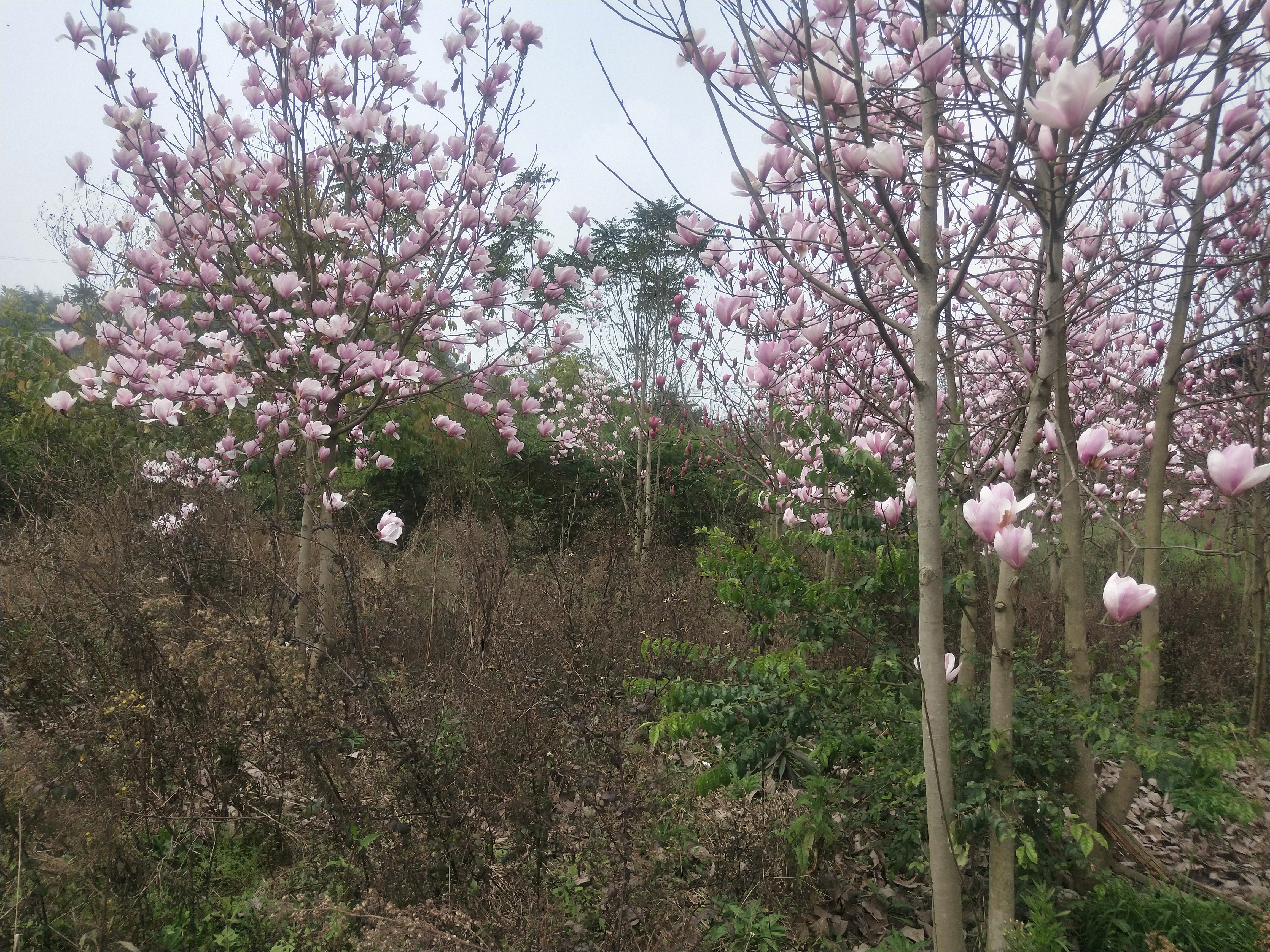 天香度假营地旅行图片 2