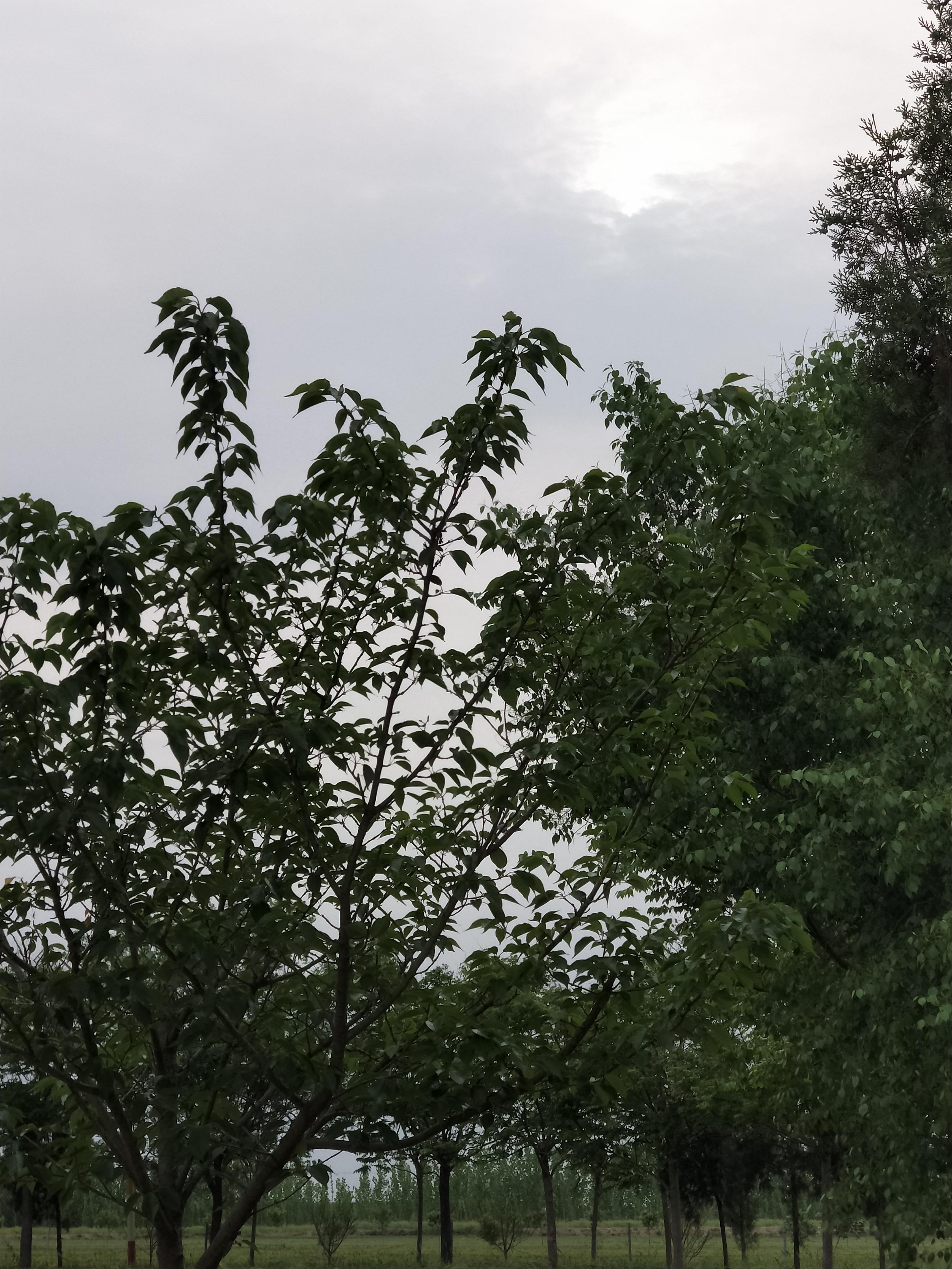 樱花圣帝文化园旅行图片 1
