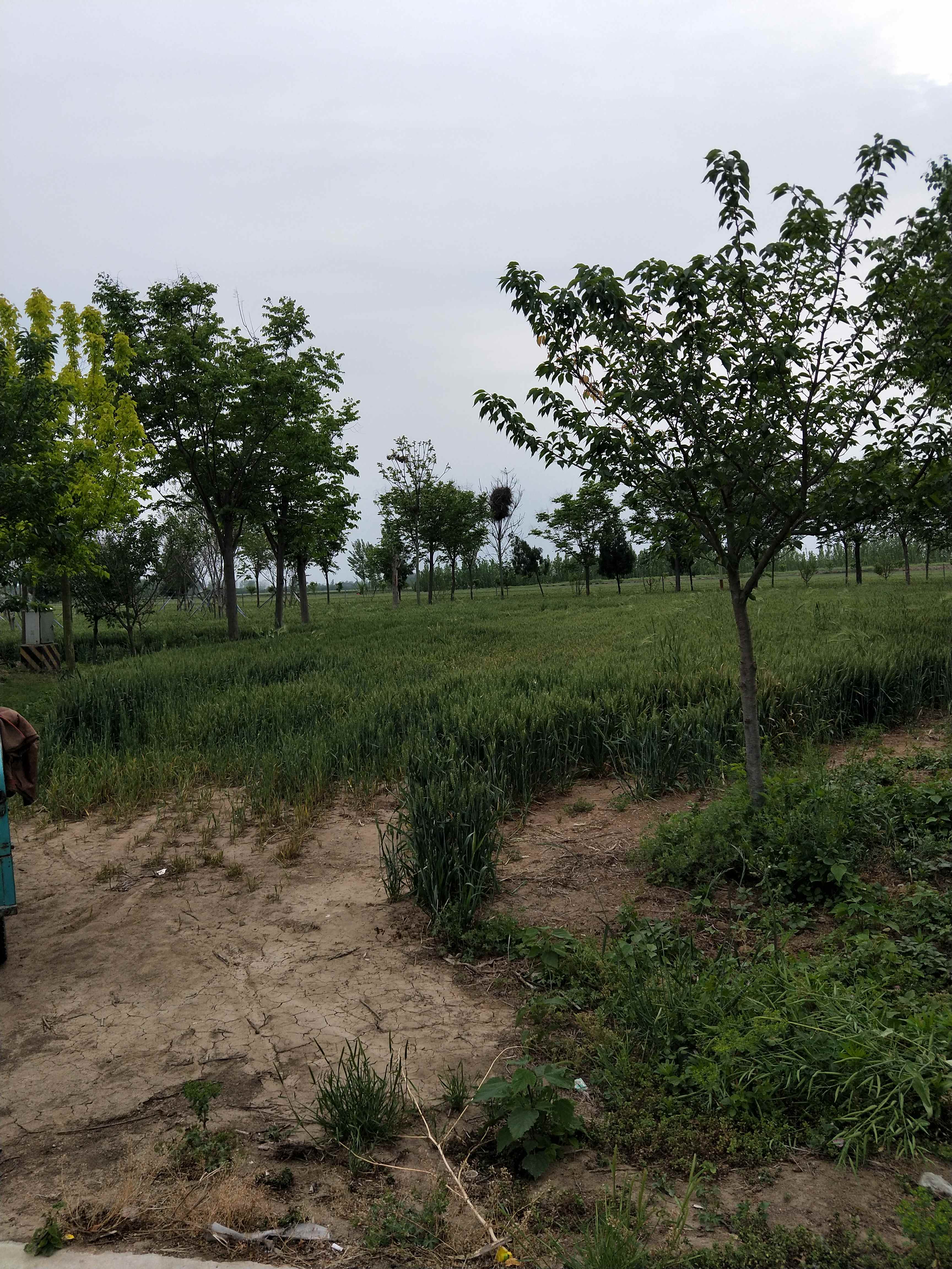 樱花圣帝文化园旅行图片 2