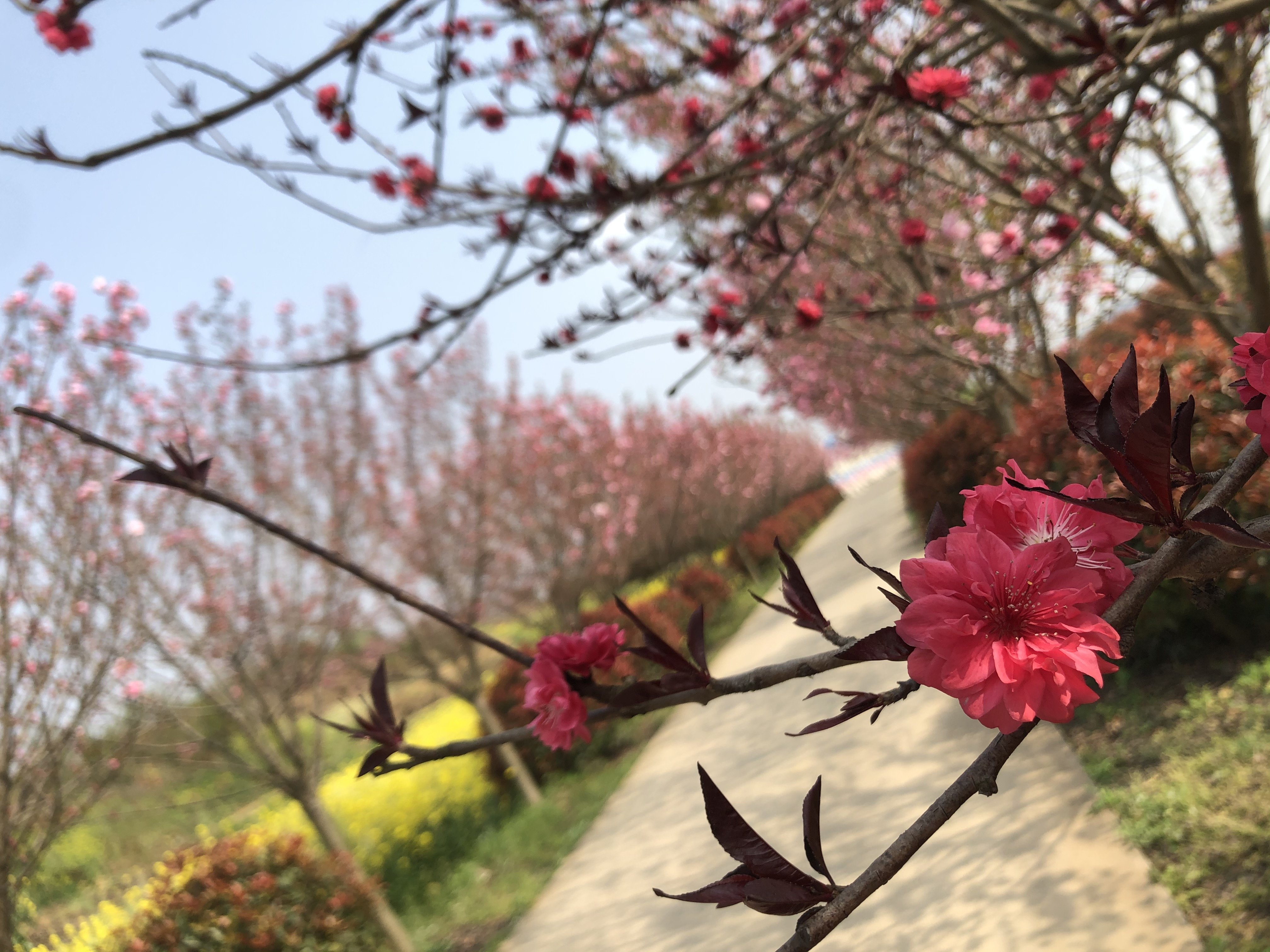川北樱博园旅行图片 1
