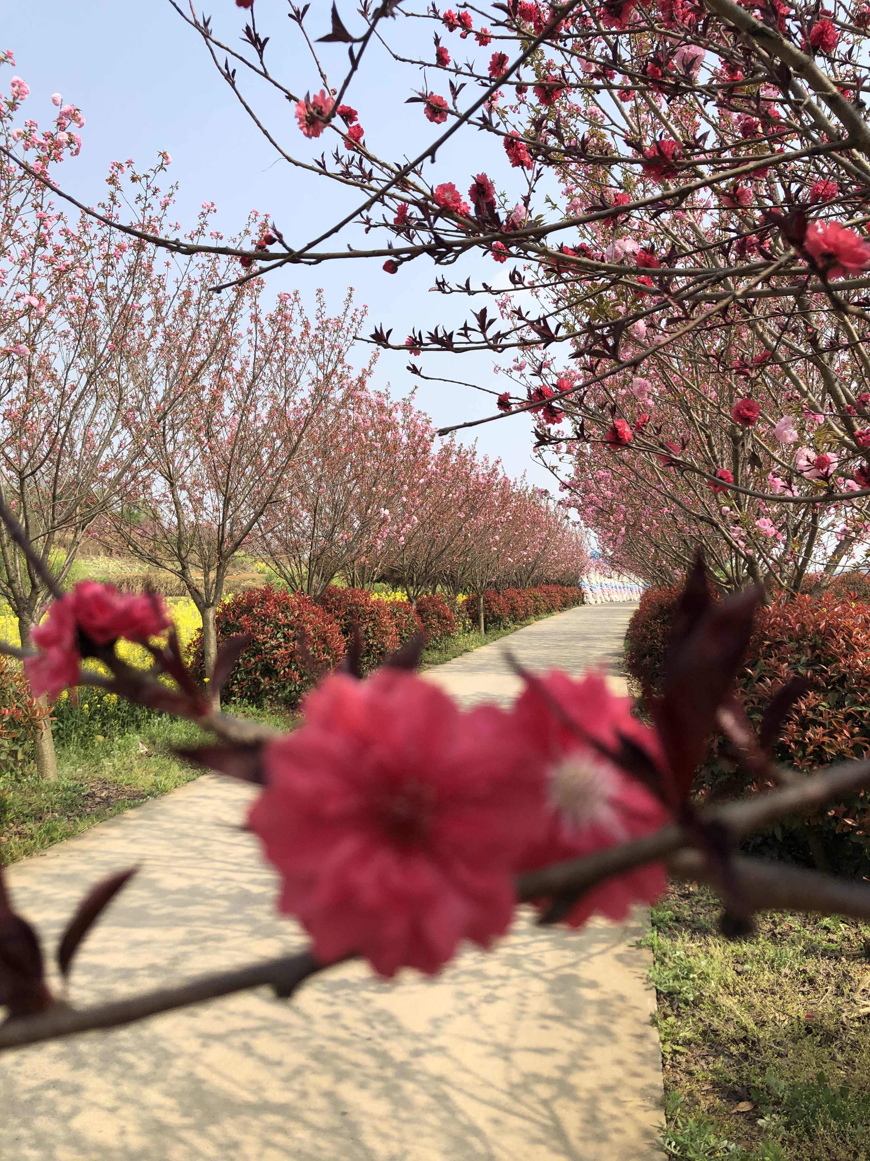 川北樱博园旅行图片 2