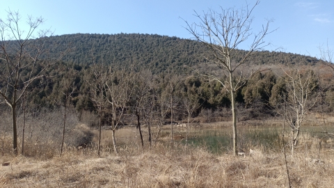 观龙台