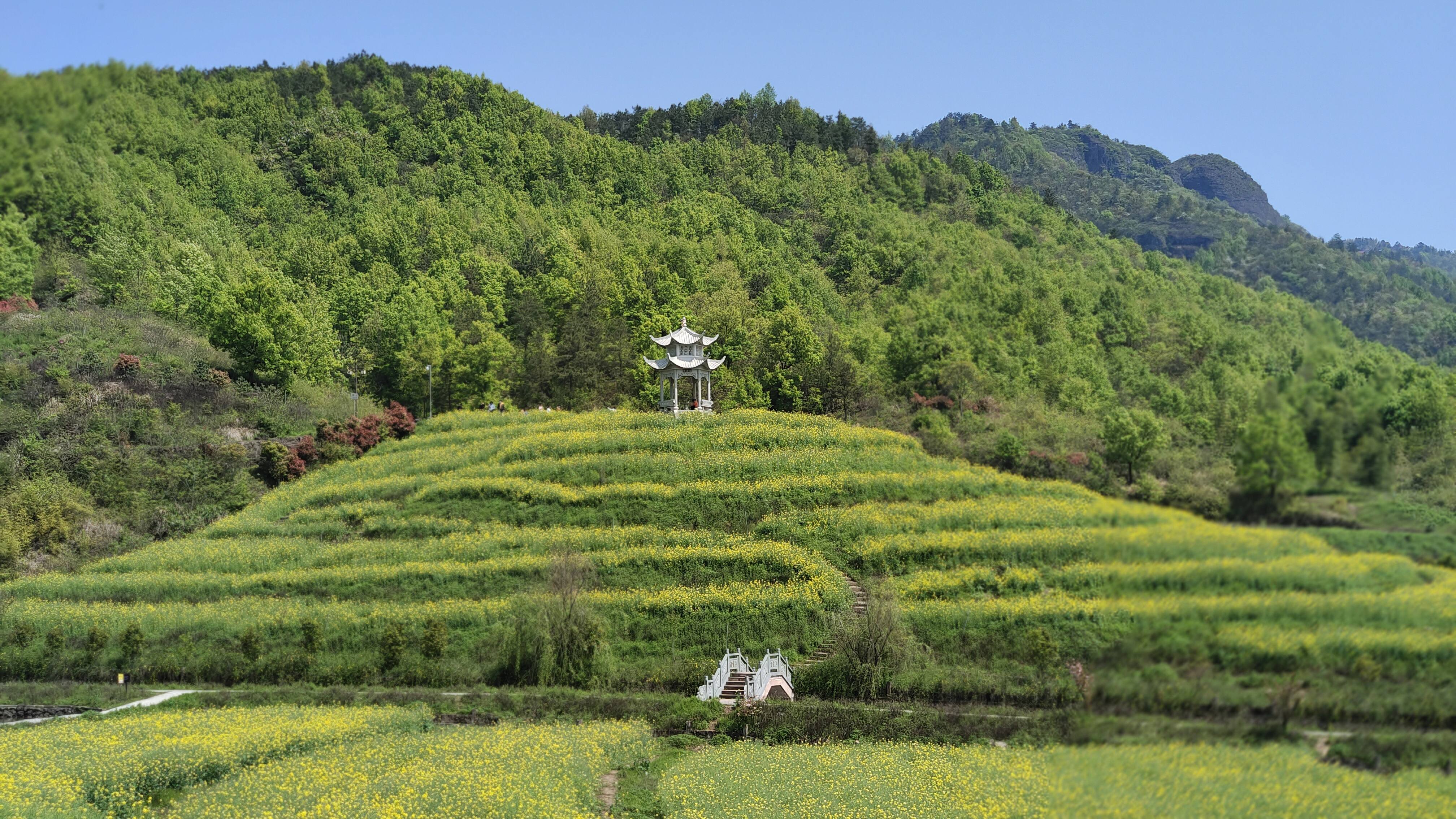 象田油菜花基地旅行图片 3