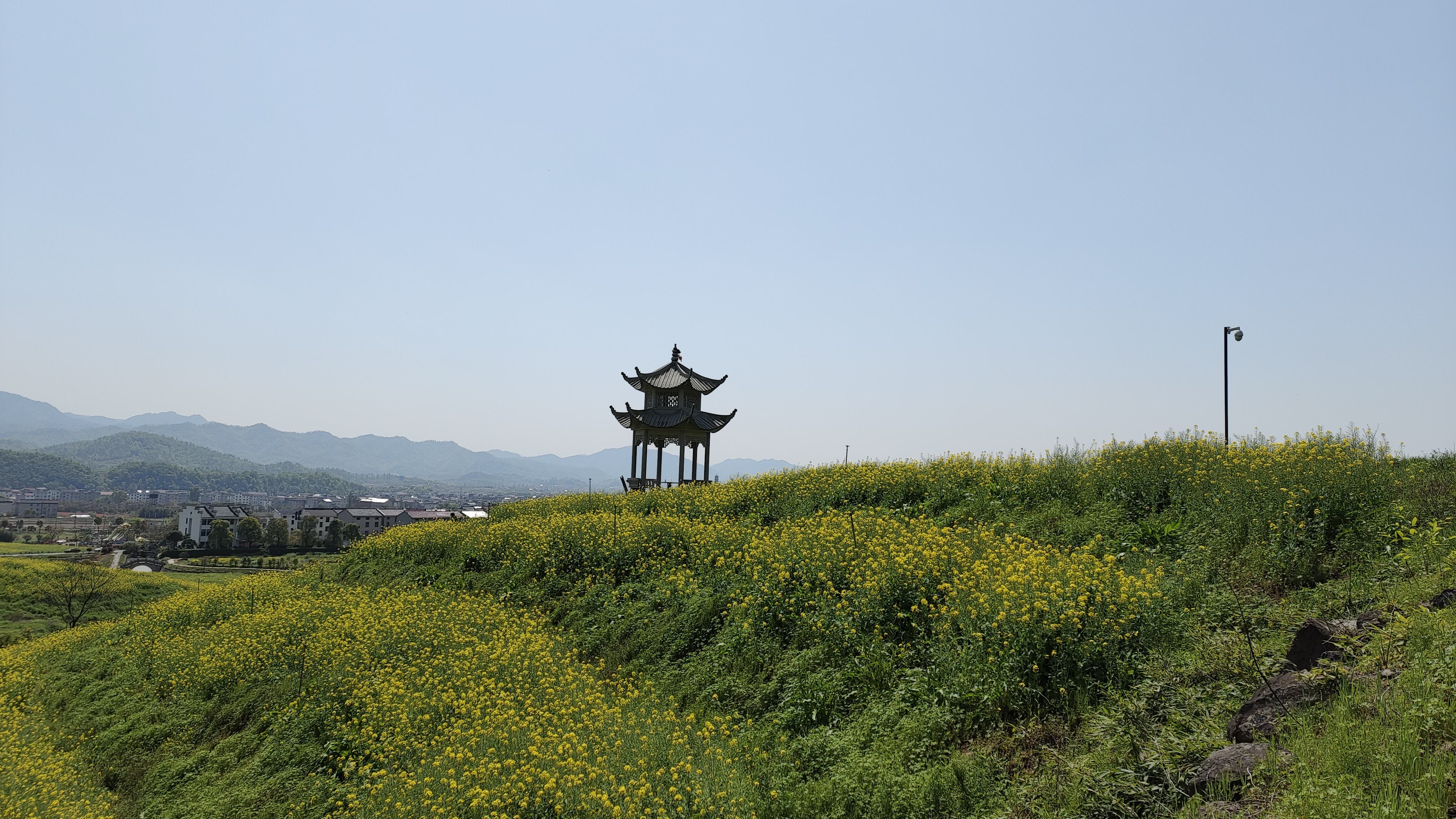 象田油菜花基地旅行图片 2