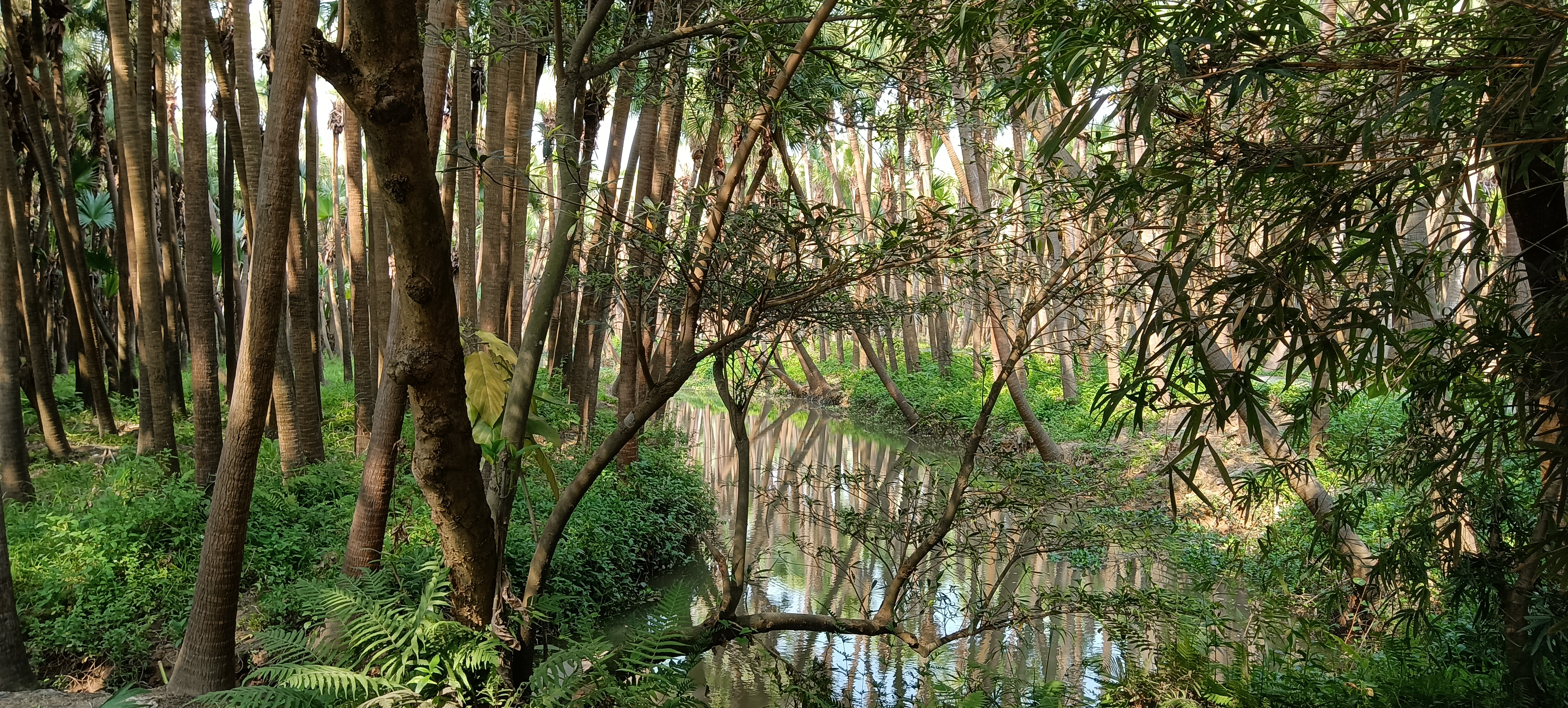 南坦葵林生态湿地公园旅行图片 2
