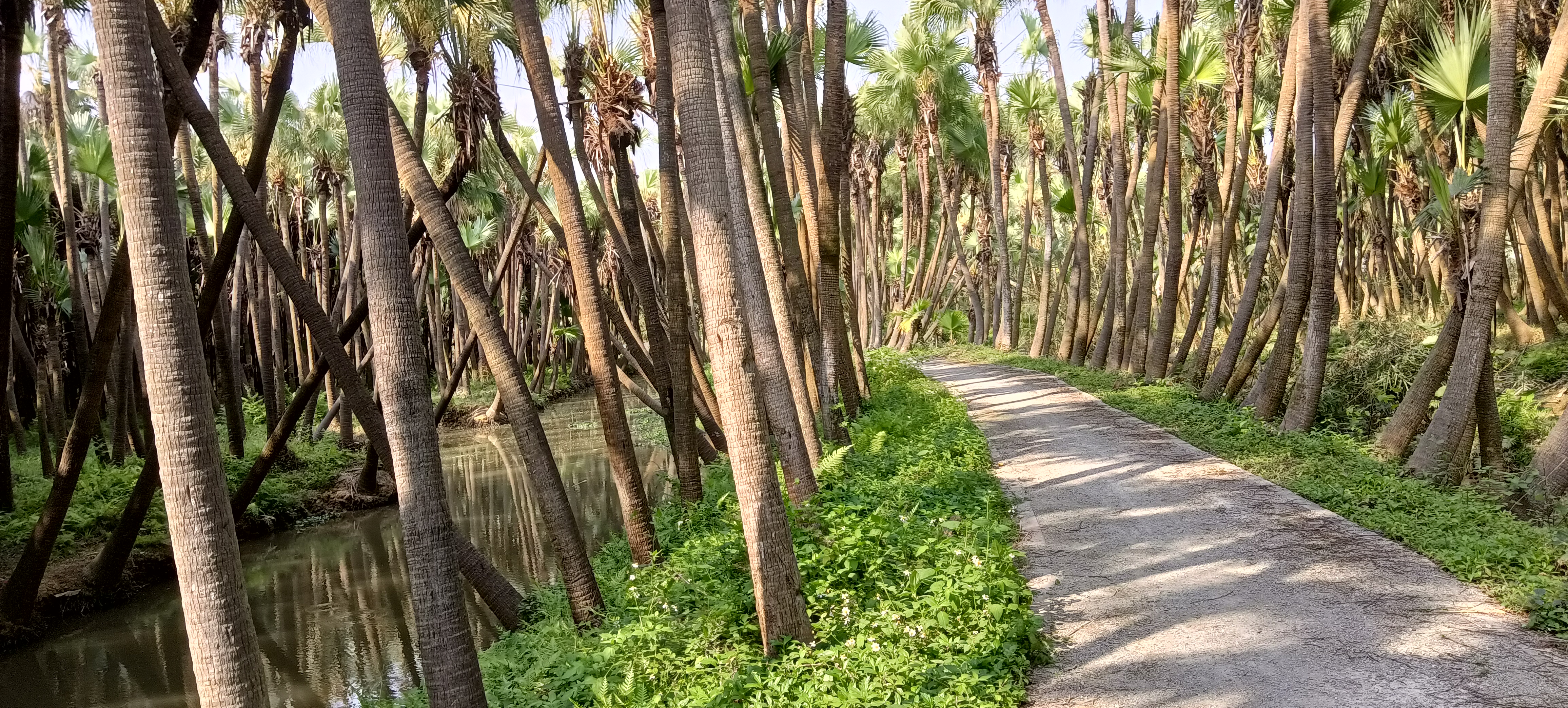 南坦葵林生态湿地公园旅行图片 1