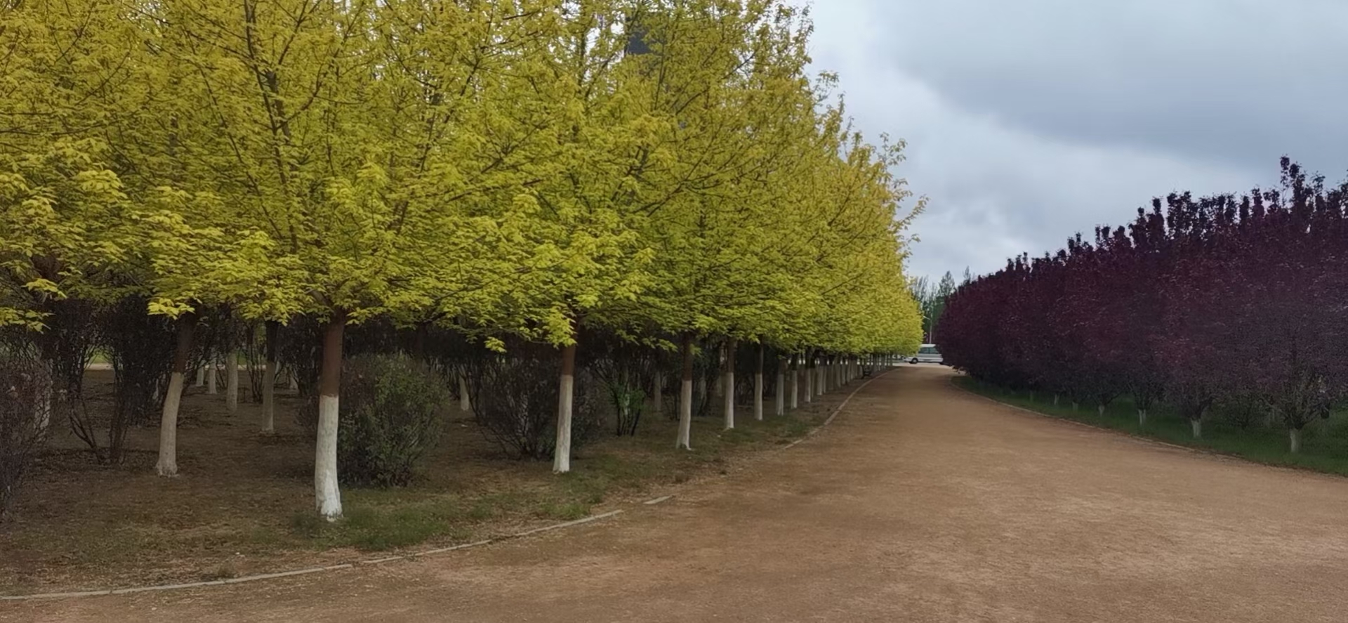 硅谷公园旅行图片 1