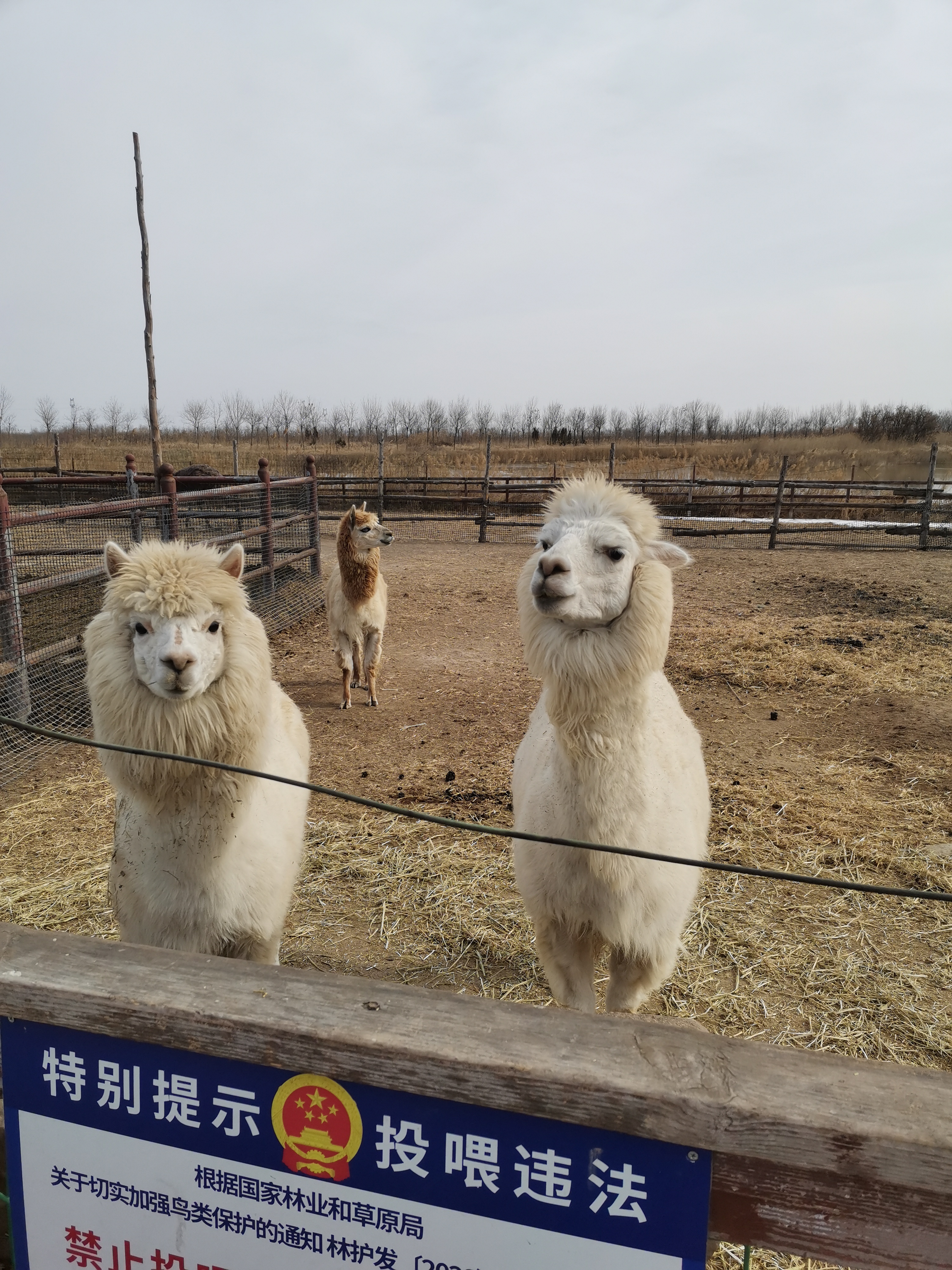 北海凤鸣鸟类湿地公园旅行图片 2
