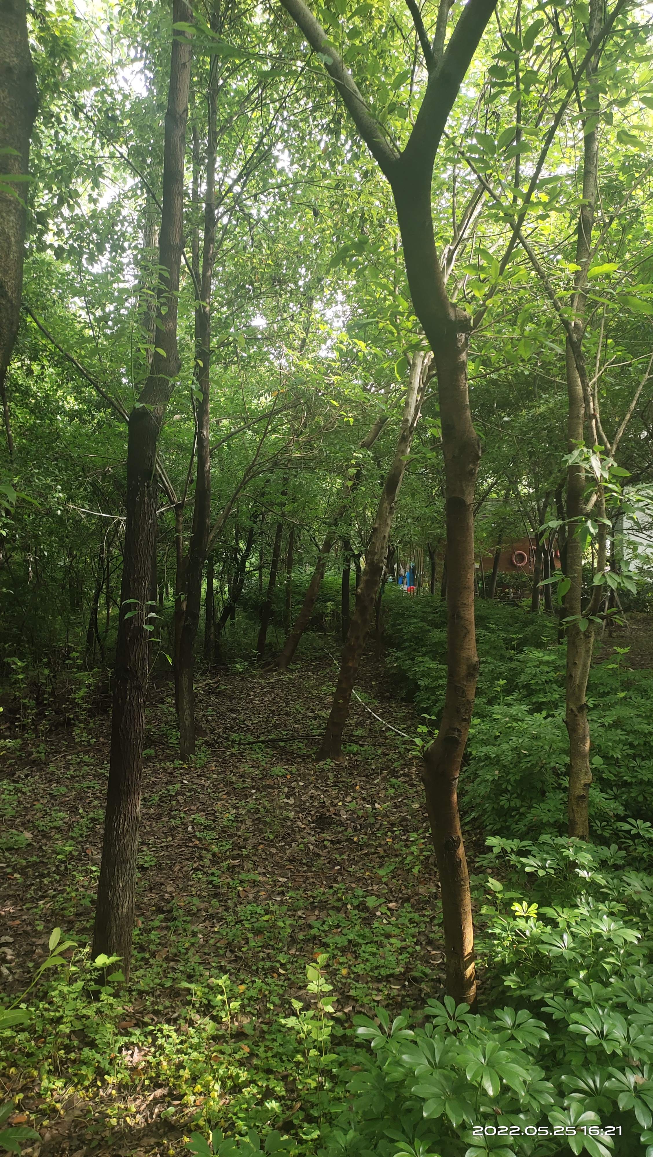 飞龙岛公园旅行图片 3